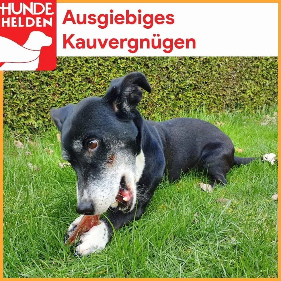 Sabots de bœuf Fabrication allemande Lot de 50 pour chiens