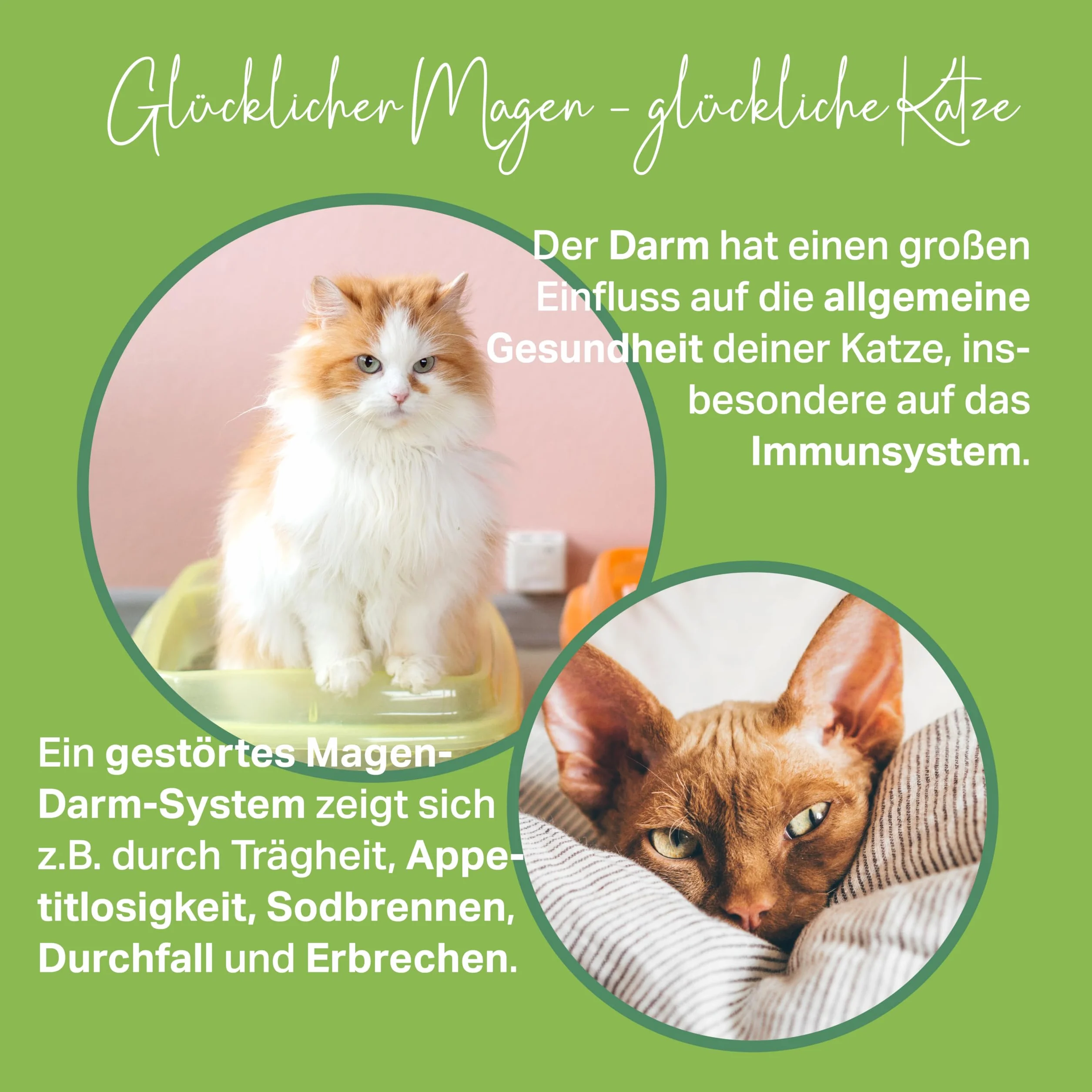 Pâte d'écorce d'orme premium 200 g pour chats brûlures d'estomac diarrhée vomissements