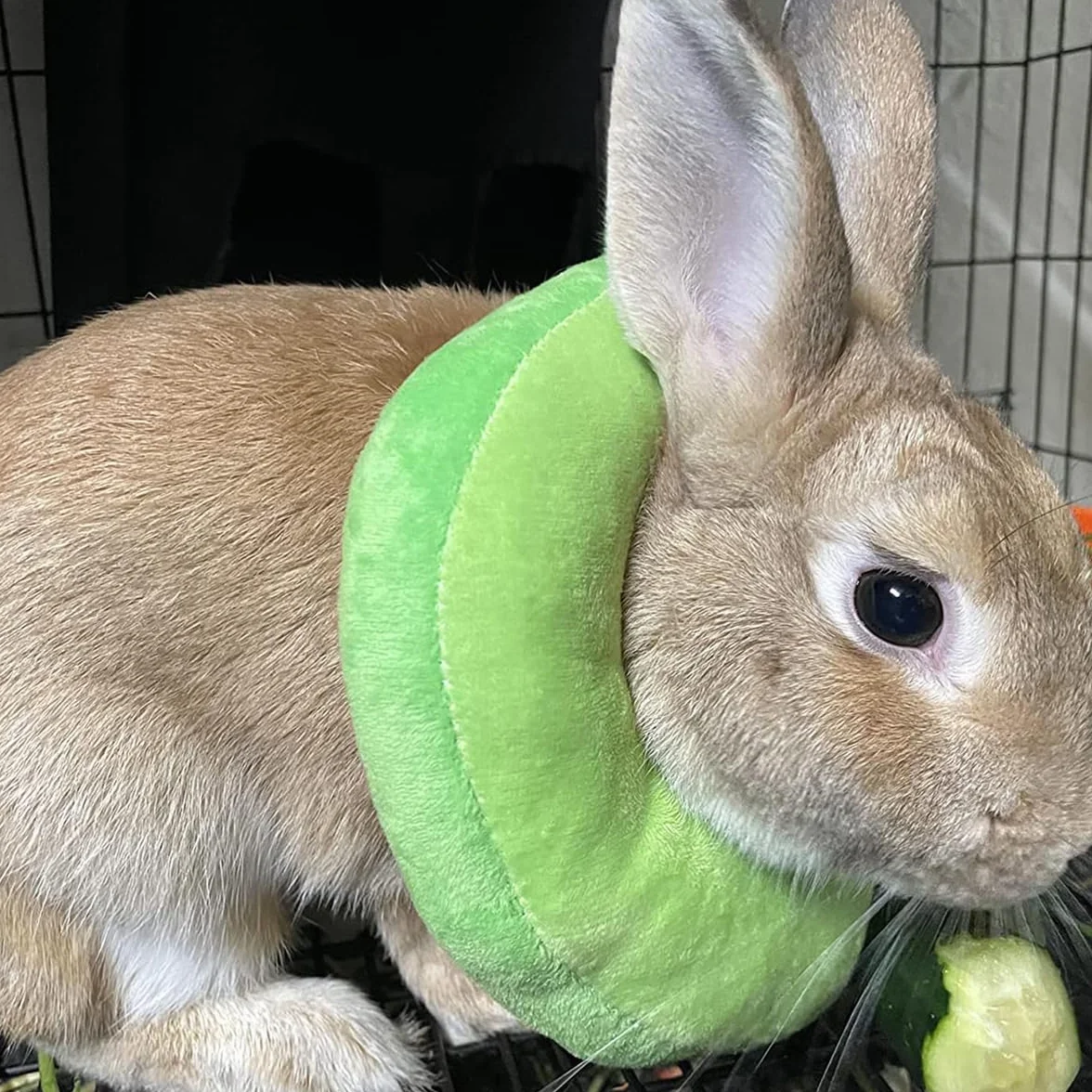 Collier de récupération pour lapin Elizabeth Cône de protection taille unique
