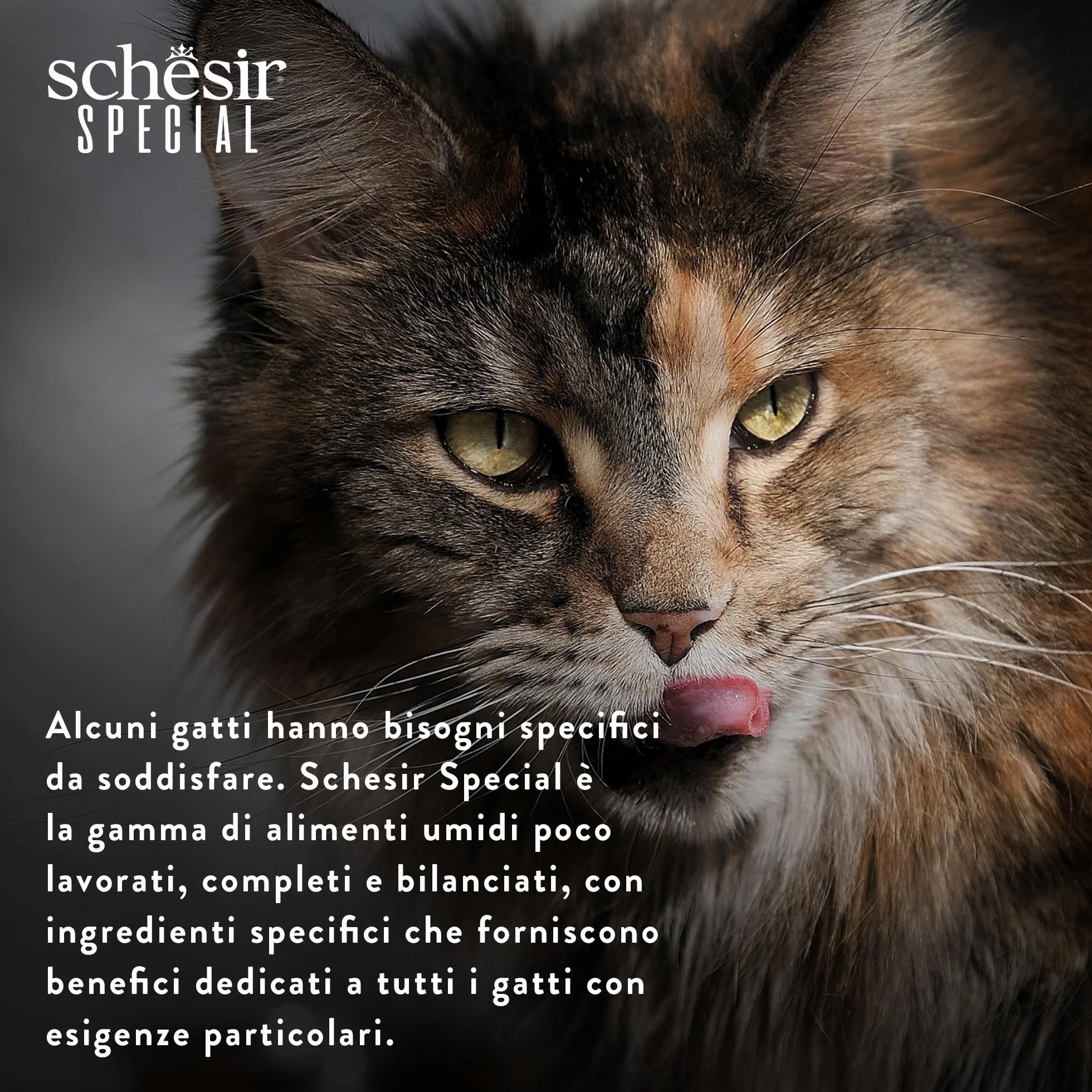Schesir Special Exigent Alimentation complète pour Chats exigeants Poitrine 12 x 70 g