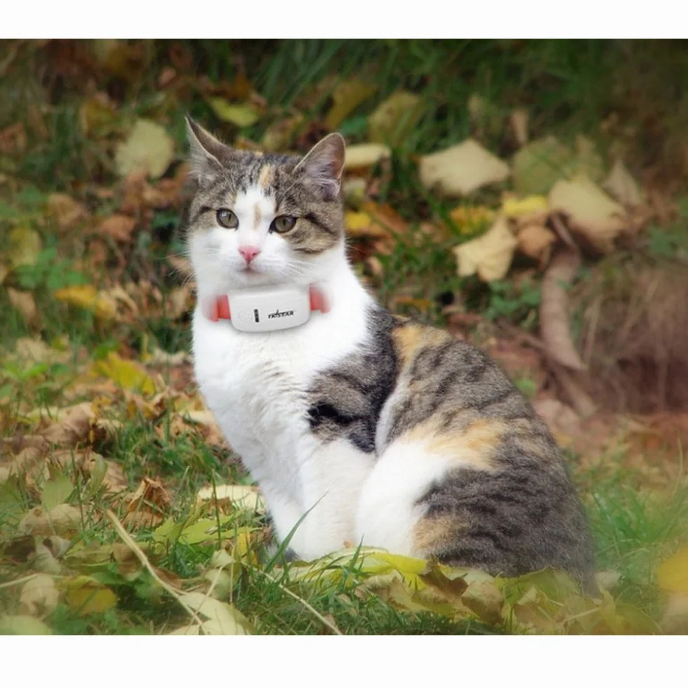 Traqueur en Temps réel Global de GPS d'animal de Compagnie de localisateur de TK909 pour Le Chien de Chien/Chat GPS Dispositif de Suivi de Collier