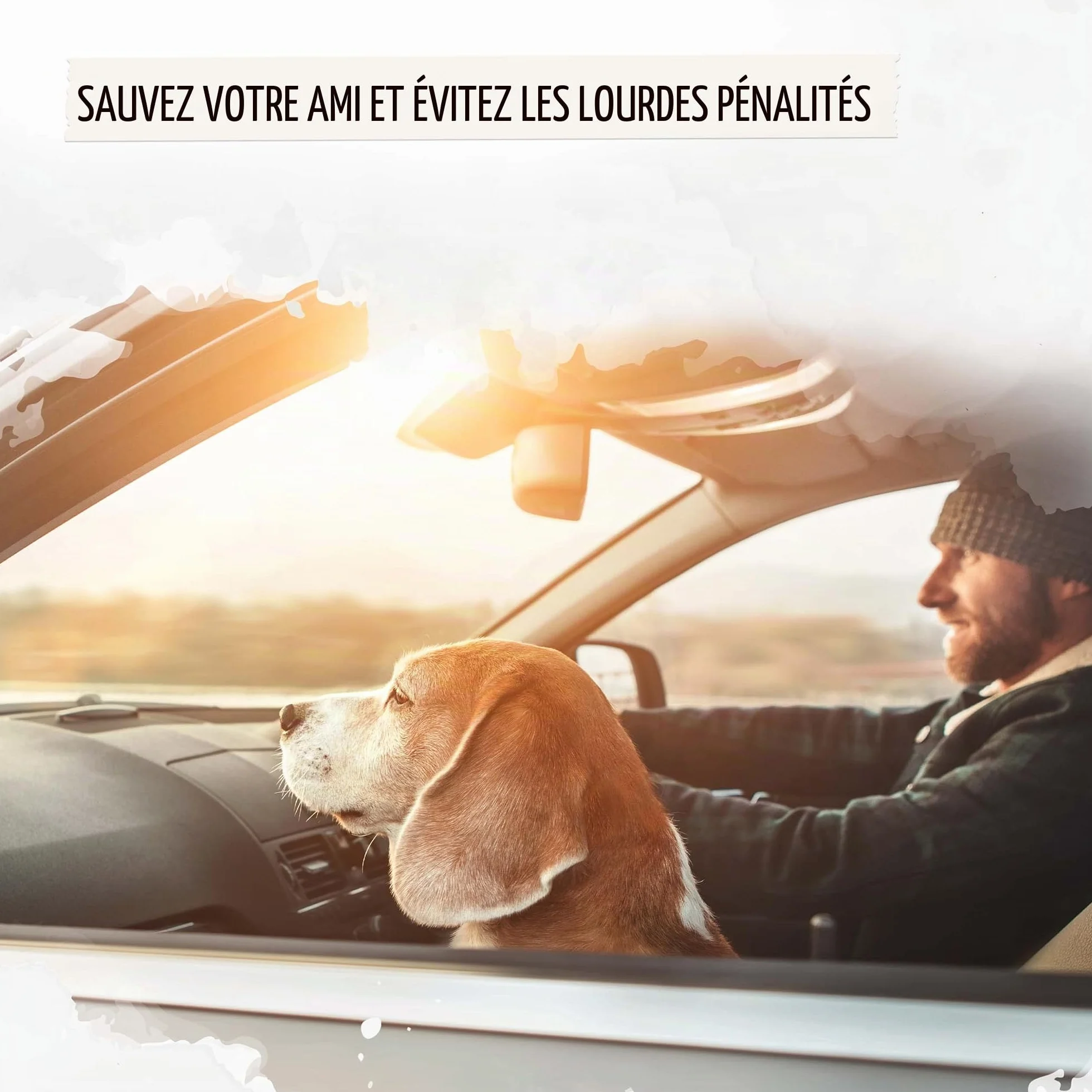 Rudelkönig Ceinture Chien Voiture Réglable 60-80cm Harnais Sécurité Protection Toutes Races