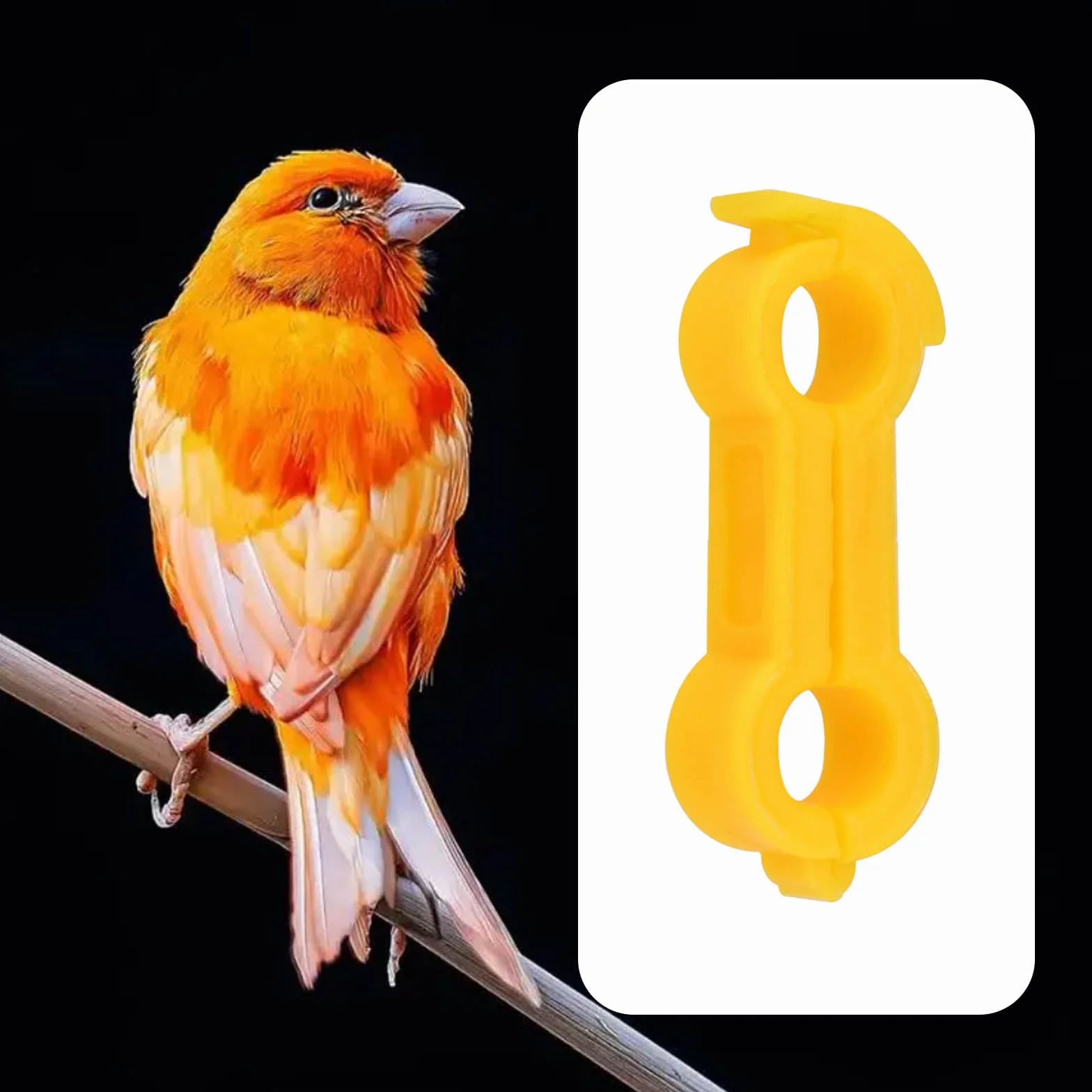 Bagues de Traitement pour Pattes d'Oiseaux 4mm Lot de 2 pour Perruches Pinsons Cailles