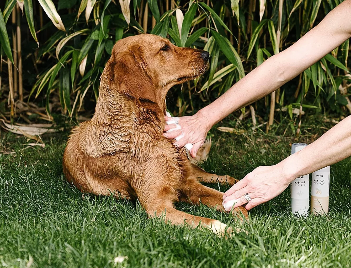 Shampooing de Lavage à Sec pour Animaux de Compagnie - Apaisant et Désodorisant, Ingrédients Naturels, Séchage Rapide et sans Rinçage (Noix de Coco & Avoine)