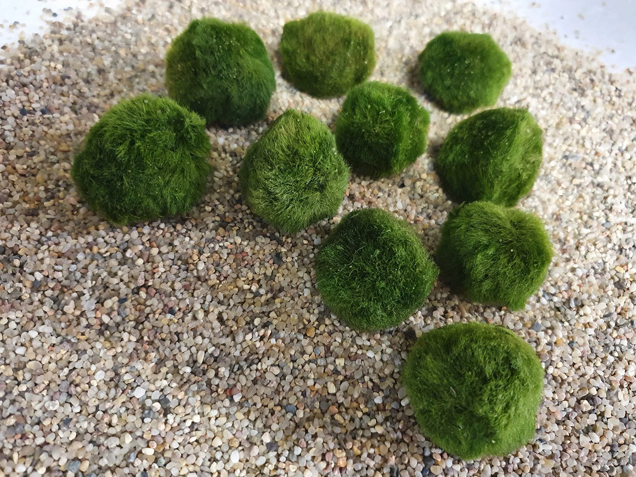 Aquatic Arts Marimo Mousse Boules 10 Pièces 3 cm Plantes Aquatiques