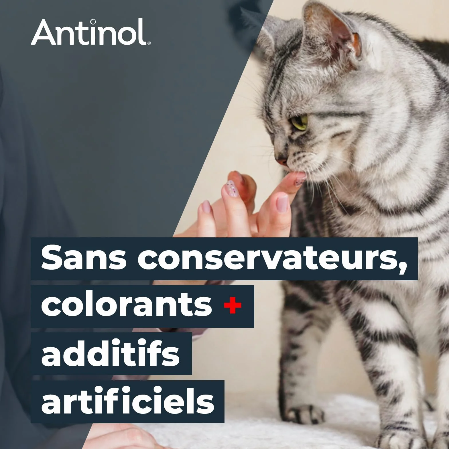 Antinol Complément Naturel des Chats Adultes Articulations Peau Huîtres Vertes Oméga 3 Vitamine E 90 Capsules