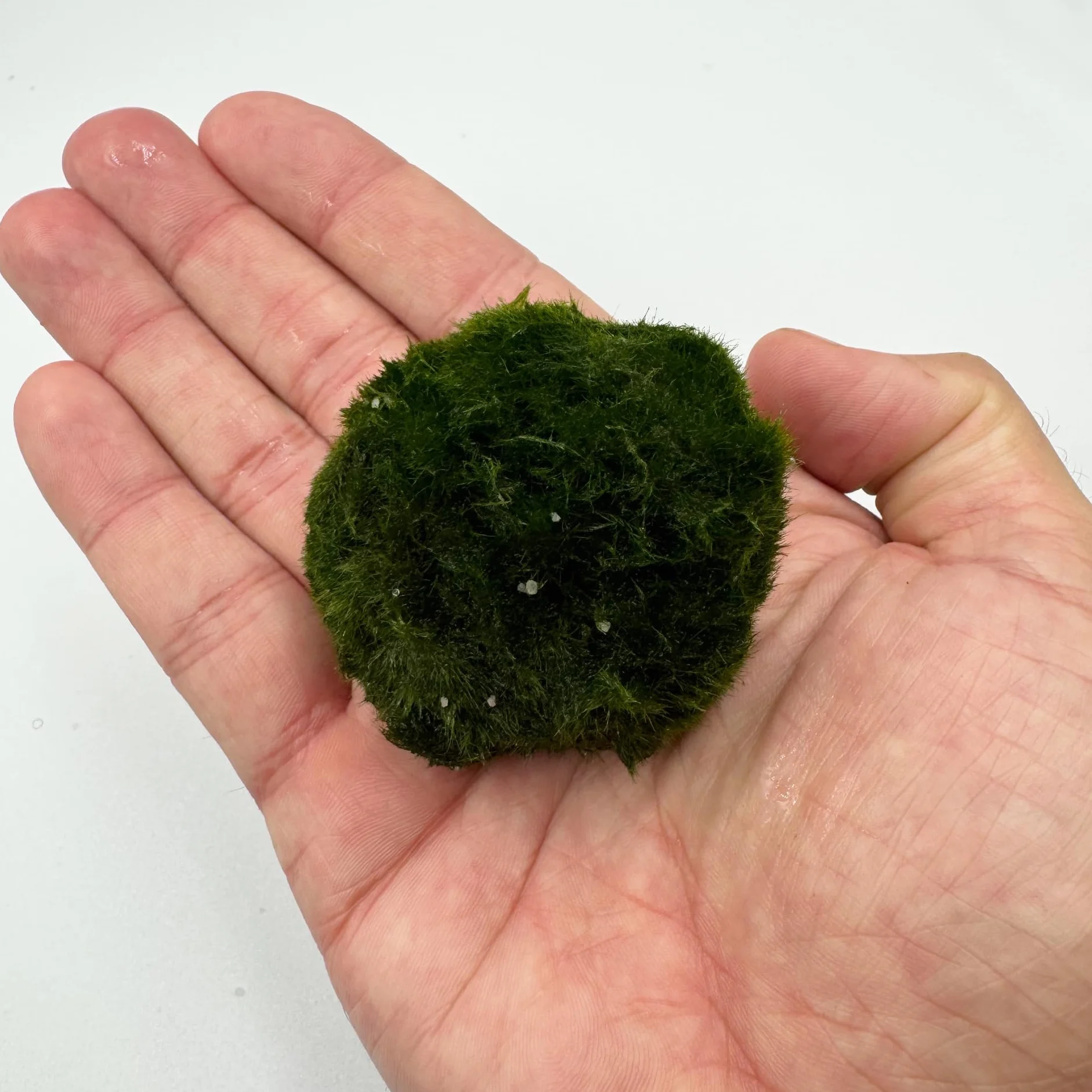 Marimo Moss Balls Lot de 3 – Plante Aquarium Vivante Naturelle – Filtre Biologique – Idéal Nano Aquarium
