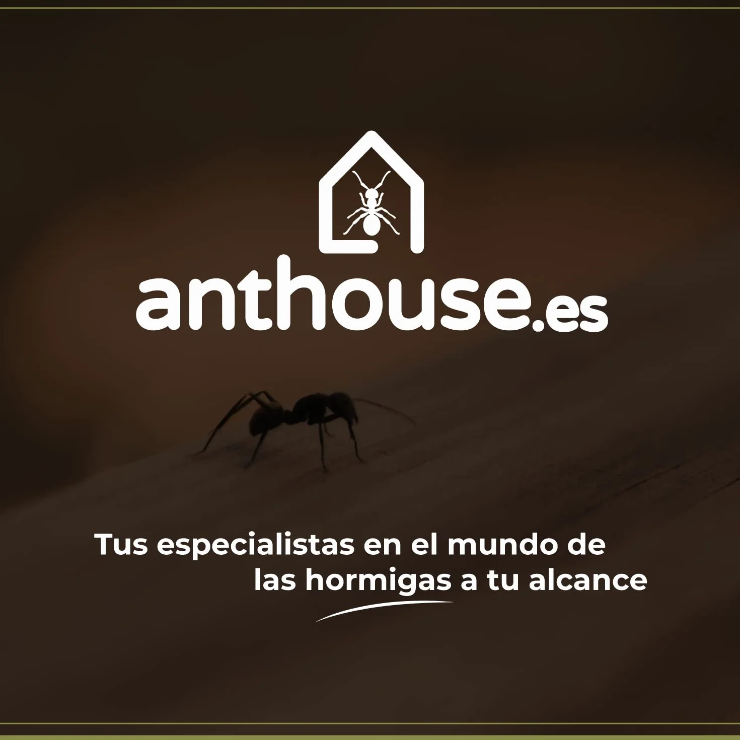 AntHouse Fourmilière de Sable Naturel 3D Modèle L Gris avec Colonie de Fourmis