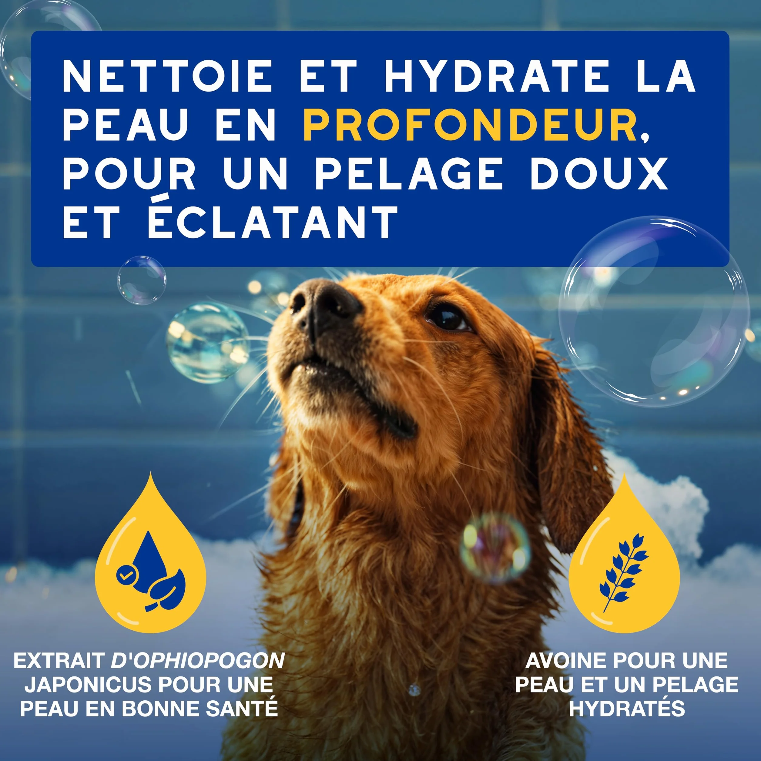 DOUXO Skin & Coat Spa - Ultra-Safe Shampoing hydratant pour Chien, 250mL, Nettoie et Hydrate la Peau Profondeur, Laisse Le Pelage Doux et éclatant, Formule respectueuse de la Peau.
