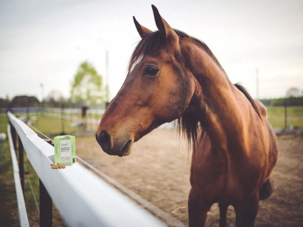 Dés de sucre de canne et fleurs de Bach pour chevaux peureux, stressés et craintifs Pour les concours, les entraînement ou les voyages
