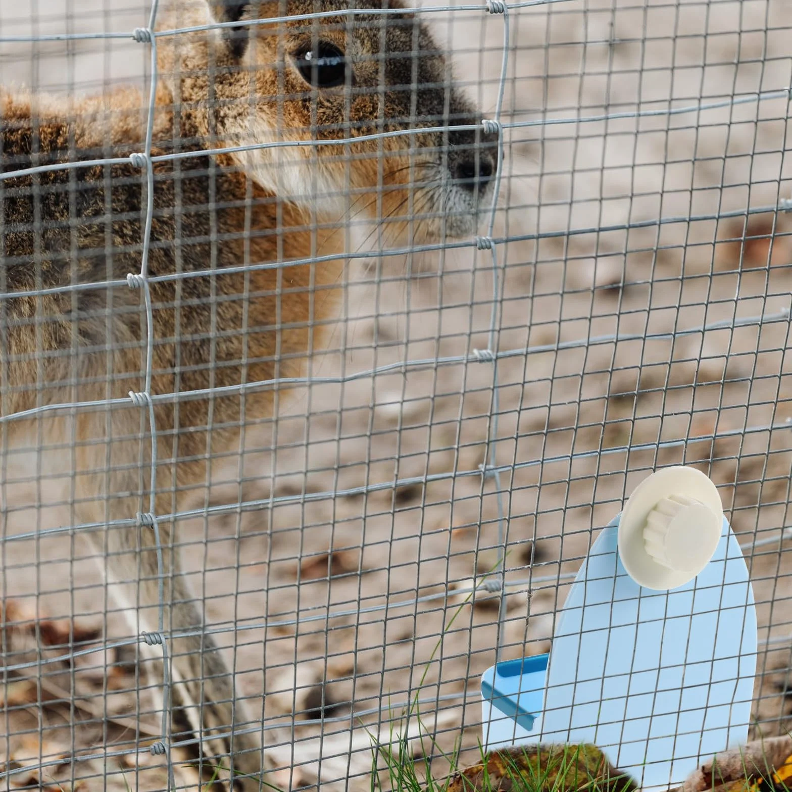 Gamelle Suspendue pour Petits Animaux Bol Alimentaire Anti-Renversement en Plastique Bleu Compatible Lapins Cochons D’Inde et Hamsters