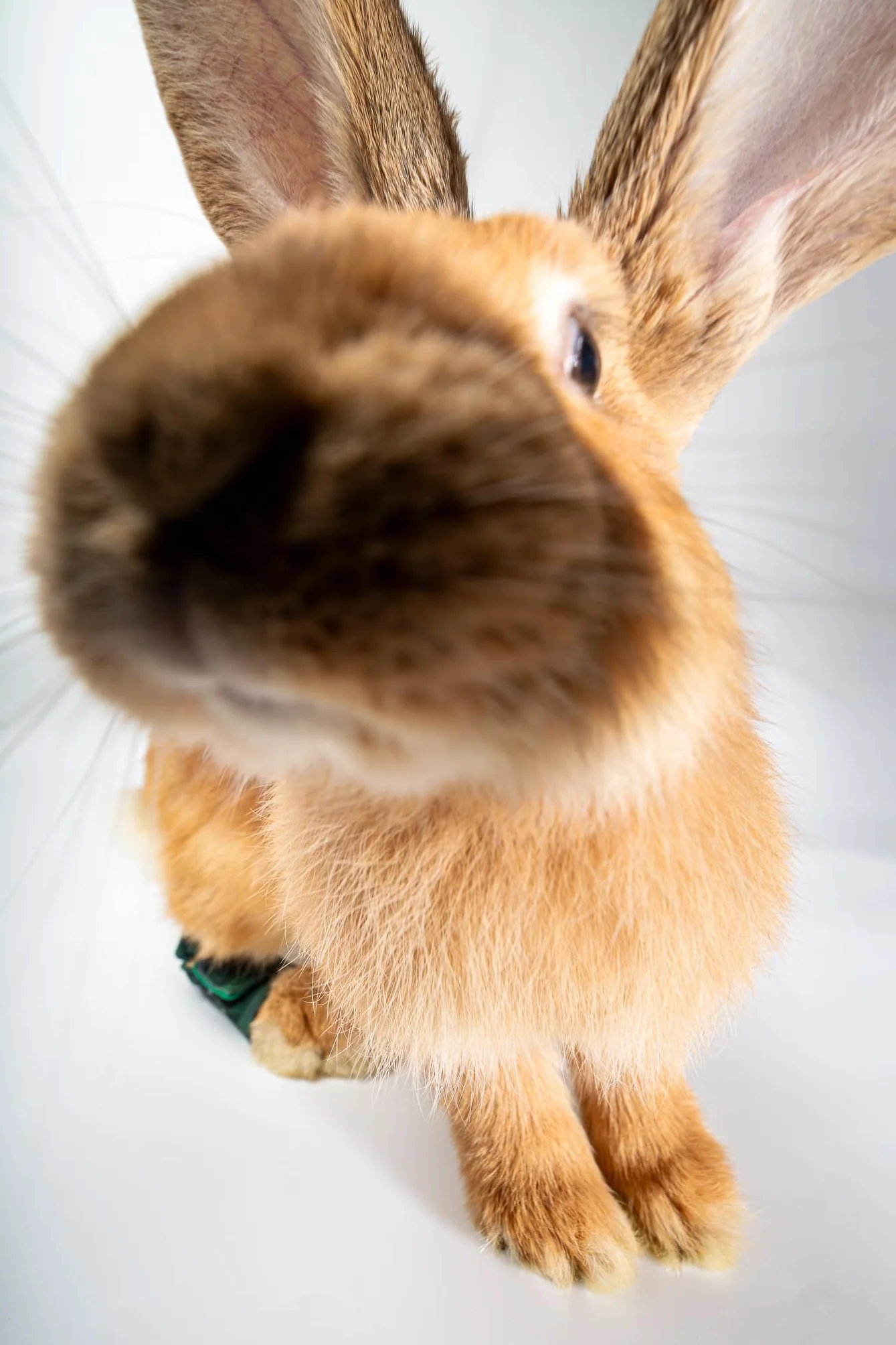 Chaussettes de protection pour lapins pododermatite abrasions