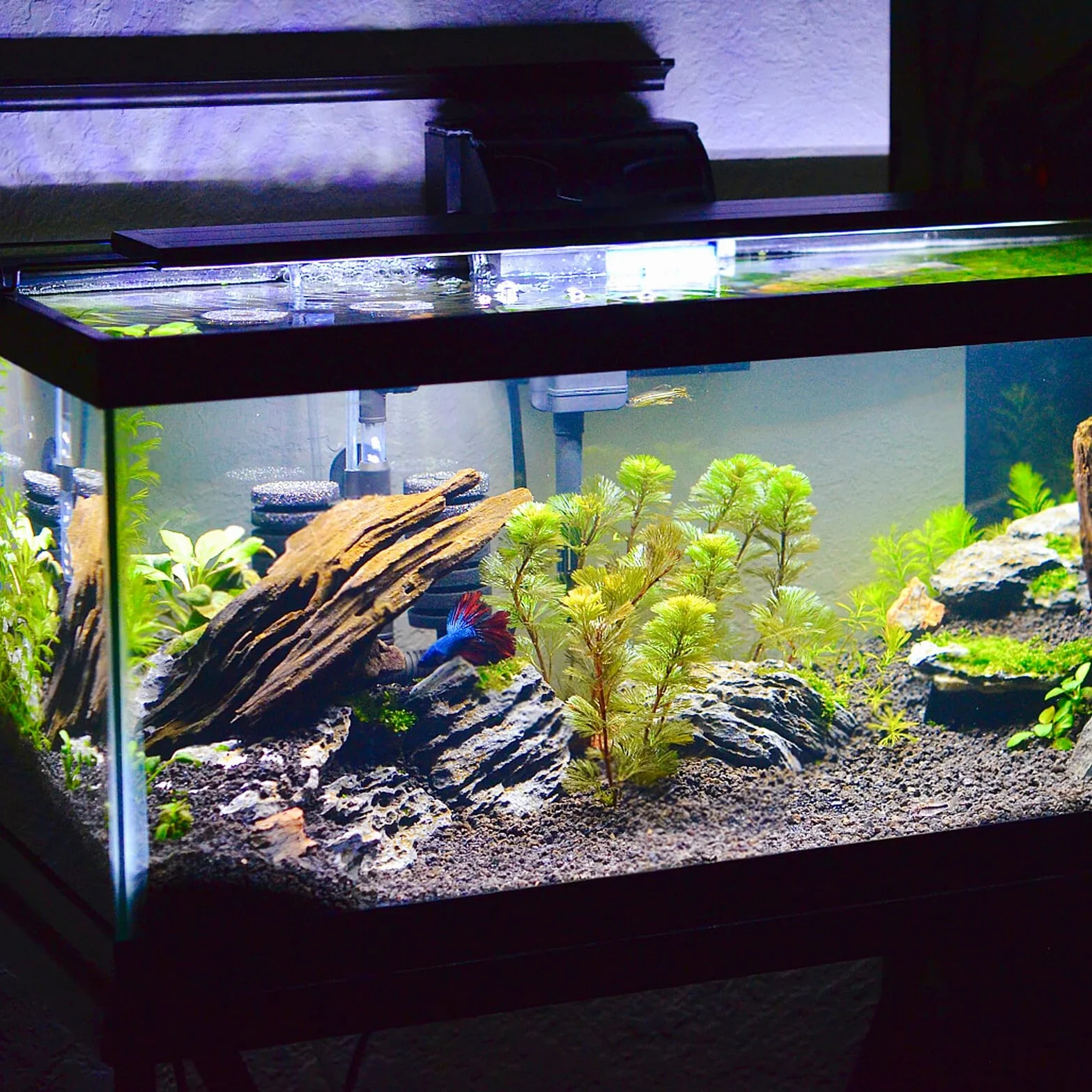 INOOMP Tapis Antidérapant Aquarium Mousse Résistant Eau Usure Fond Réservoir Poissons