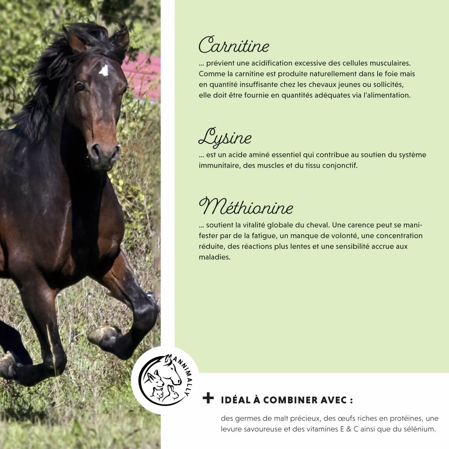 Poudre pour Le développement Musculaire des Chevaux 700g avec protéine de soja, lysine, carnitine, thréonine, méthionine - Complément Alimentaire en acides aminés pour renforcer la Musculature