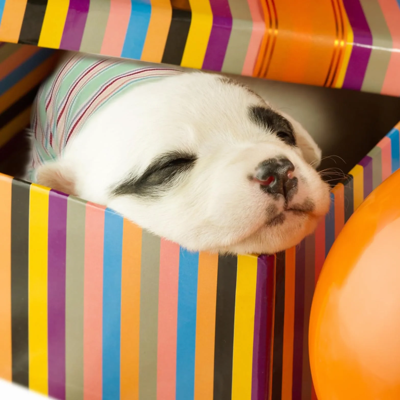 Pyjamas pour chiens et chats, Pull chaud avec laisse à anneau en D Vert XL