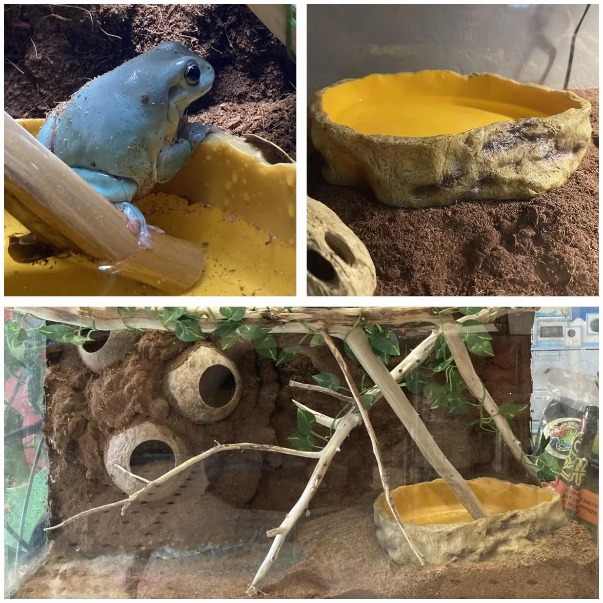 Bol à Eau pour Terrarium Tortues Reptiles Serpent Gecko