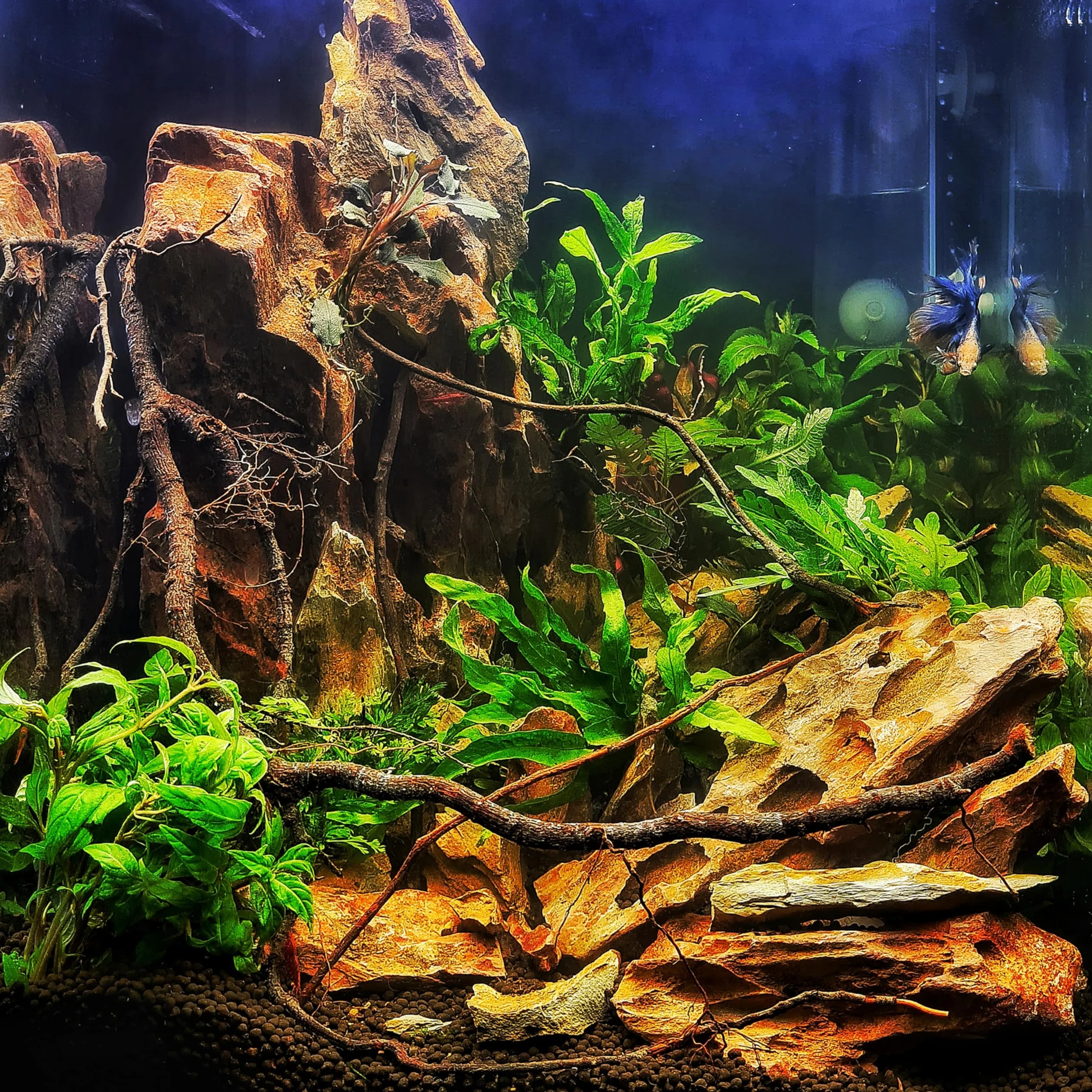 ARKA Pierres Dragon Naturelles 10 kg mySCAPE décor Aquarium aquascaping 10–30 cm pour paysages spectaculaires