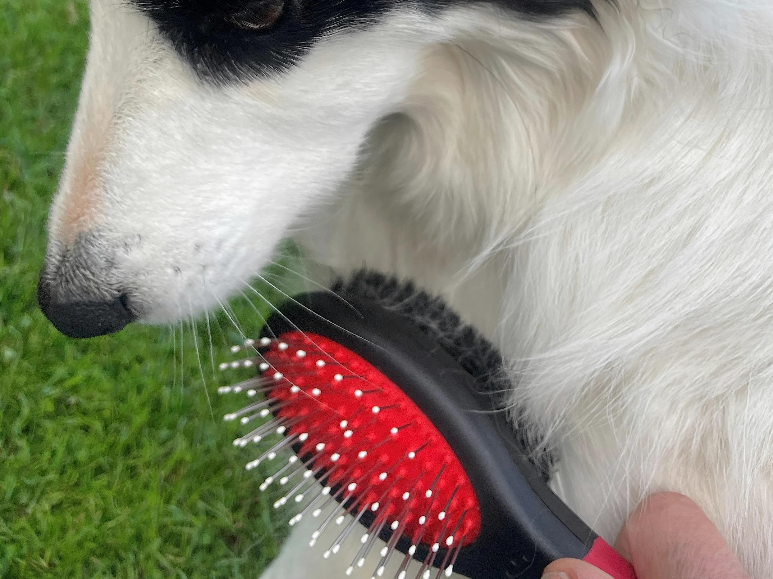 Masterclip Essentials Ensemble de toilettage pour chiens et chats – Contient 8 accessoires de toilettage quotidiens ; peigne démêlant, coupe-ongles, lime à griffes, brosses et peigne double face, gant