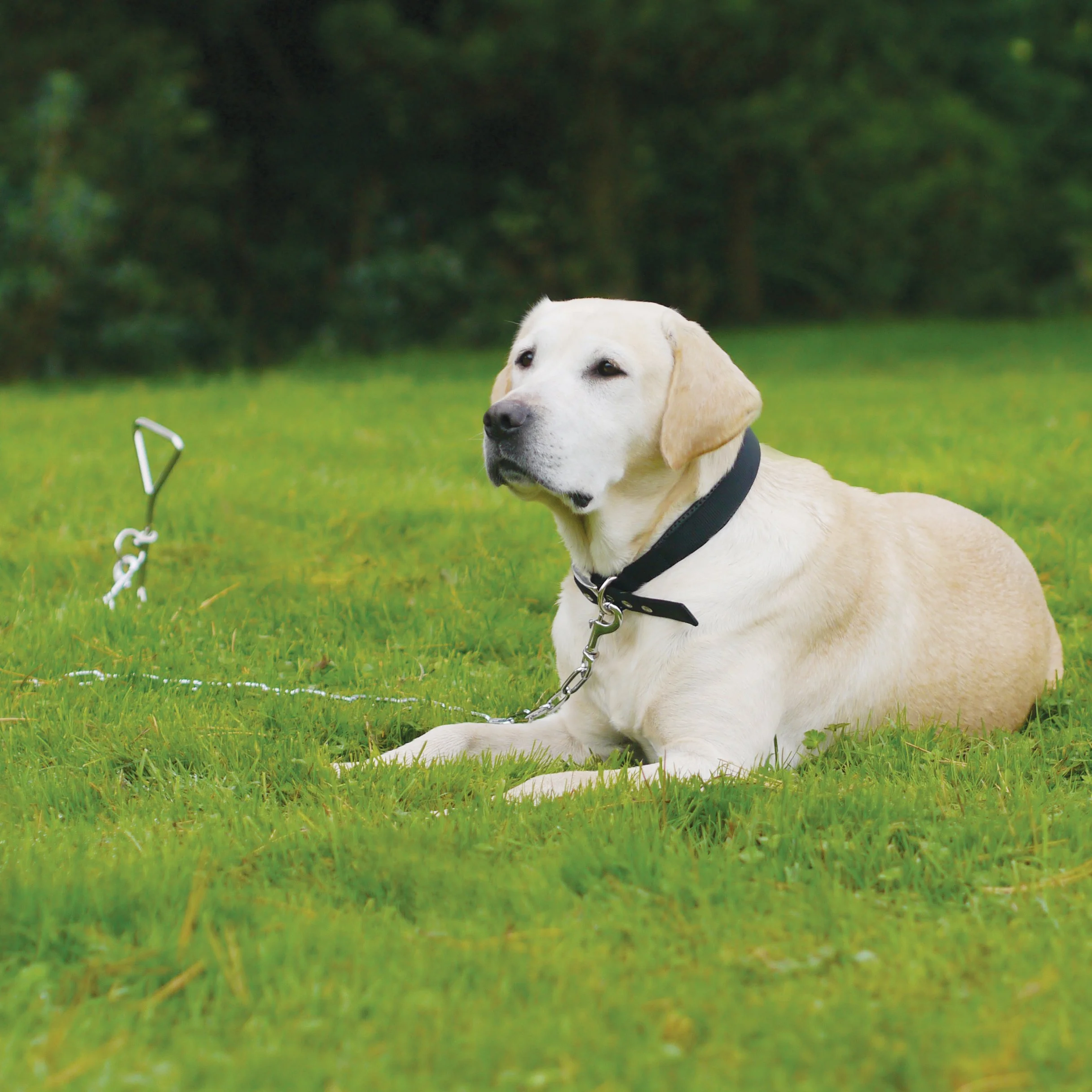 Rosewood Chien Piquet d'Attache