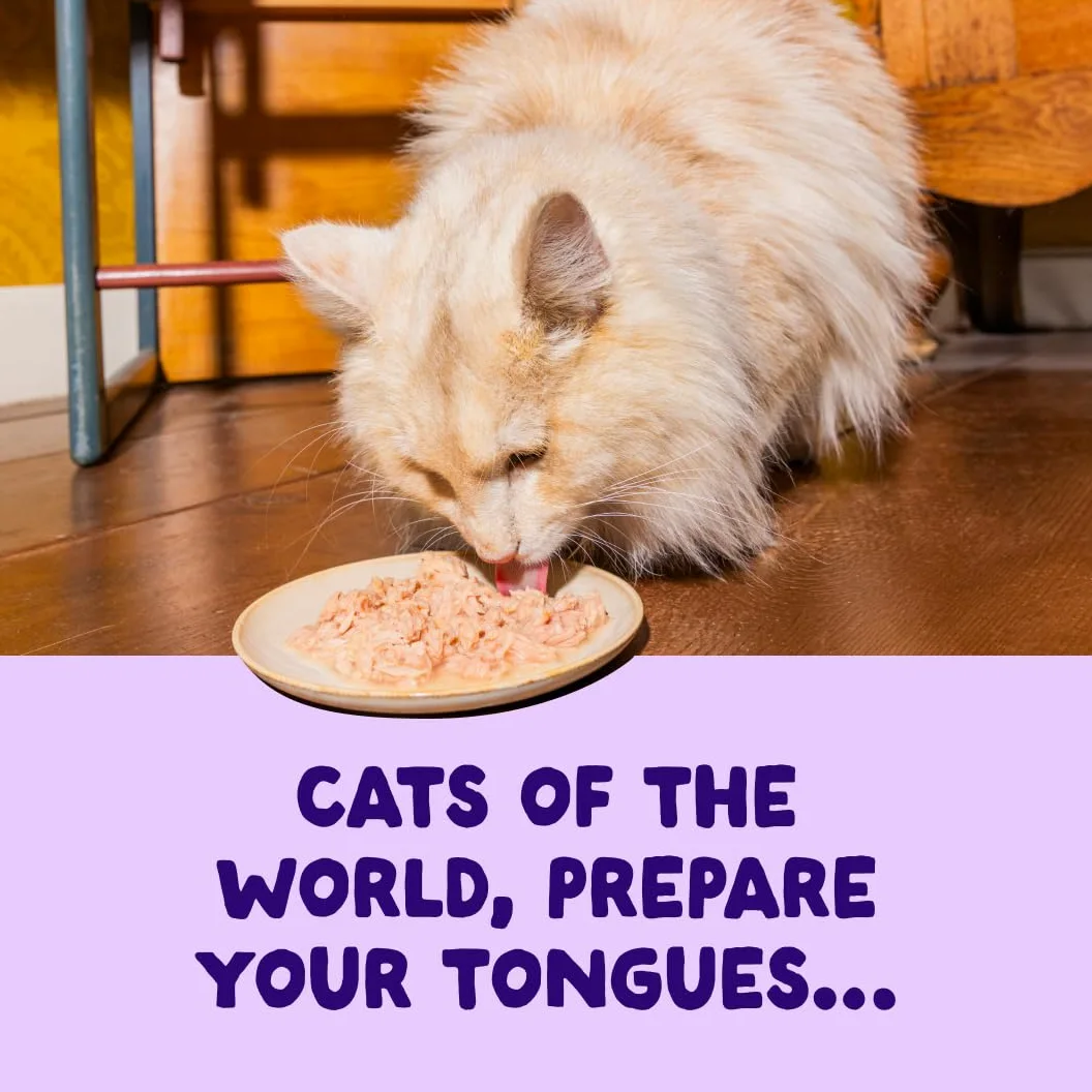 Edgard & Cooper Nourriture Humide pour Chats, Filets dans Leur Bouillon Saumon et Thon, 24 x 70g, sans Céréales, Ingrédients Naturels, pour Chats Stérilisés, Poisson MSC, sans Sucres Ajoutés