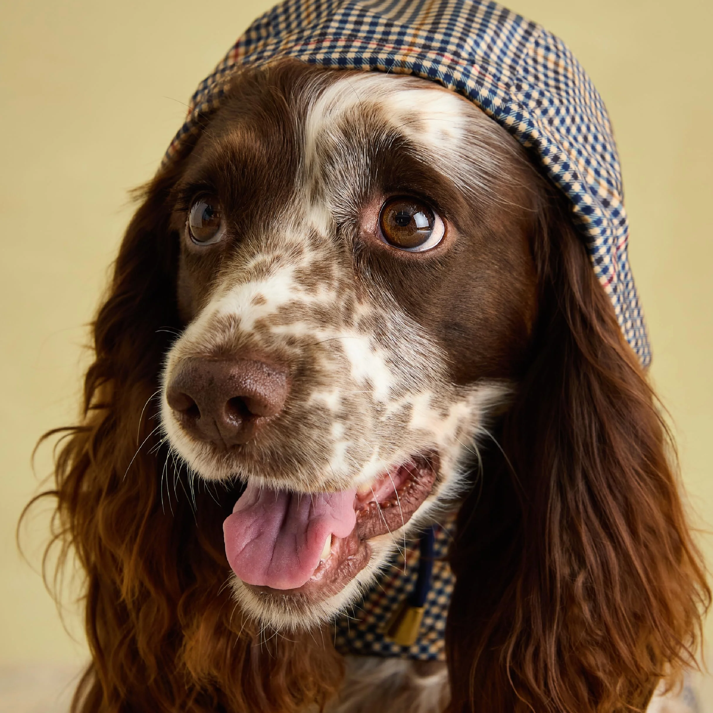 Rosewood Joules Henson Veste Pliable à Carreaux pour Chiens de Taille M, Lavable, légère et Portable, imperméable et imperméable pour Chiens de Taille Moyenne