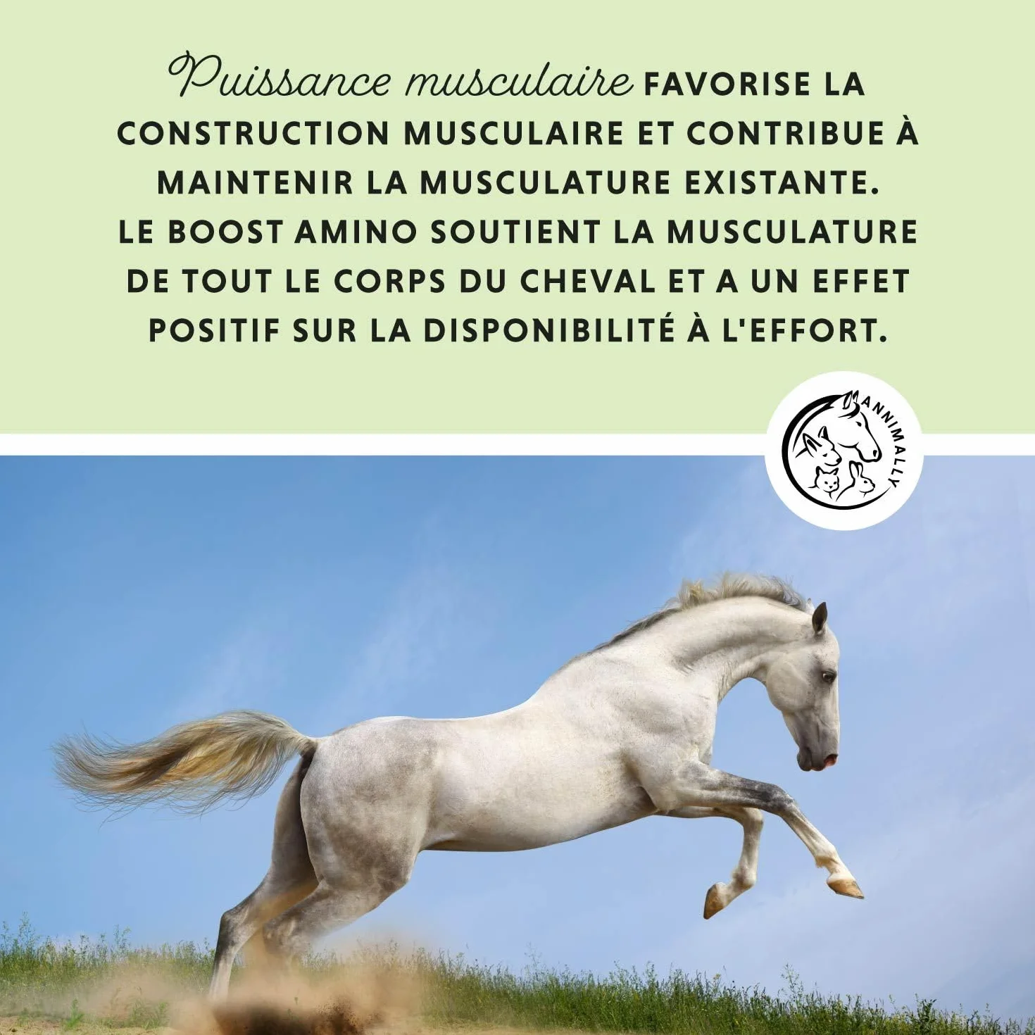 Poudre pour Le développement Musculaire des Chevaux 700g avec protéine de soja, lysine, carnitine, thréonine, méthionine - Complément Alimentaire en acides aminés pour renforcer la Musculature