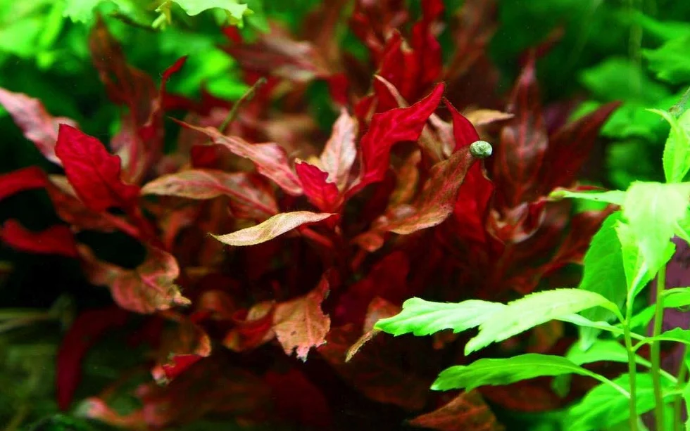 AquaOne Alternanthera reineckii Rosanervig Plante d'aquarium tige racinée