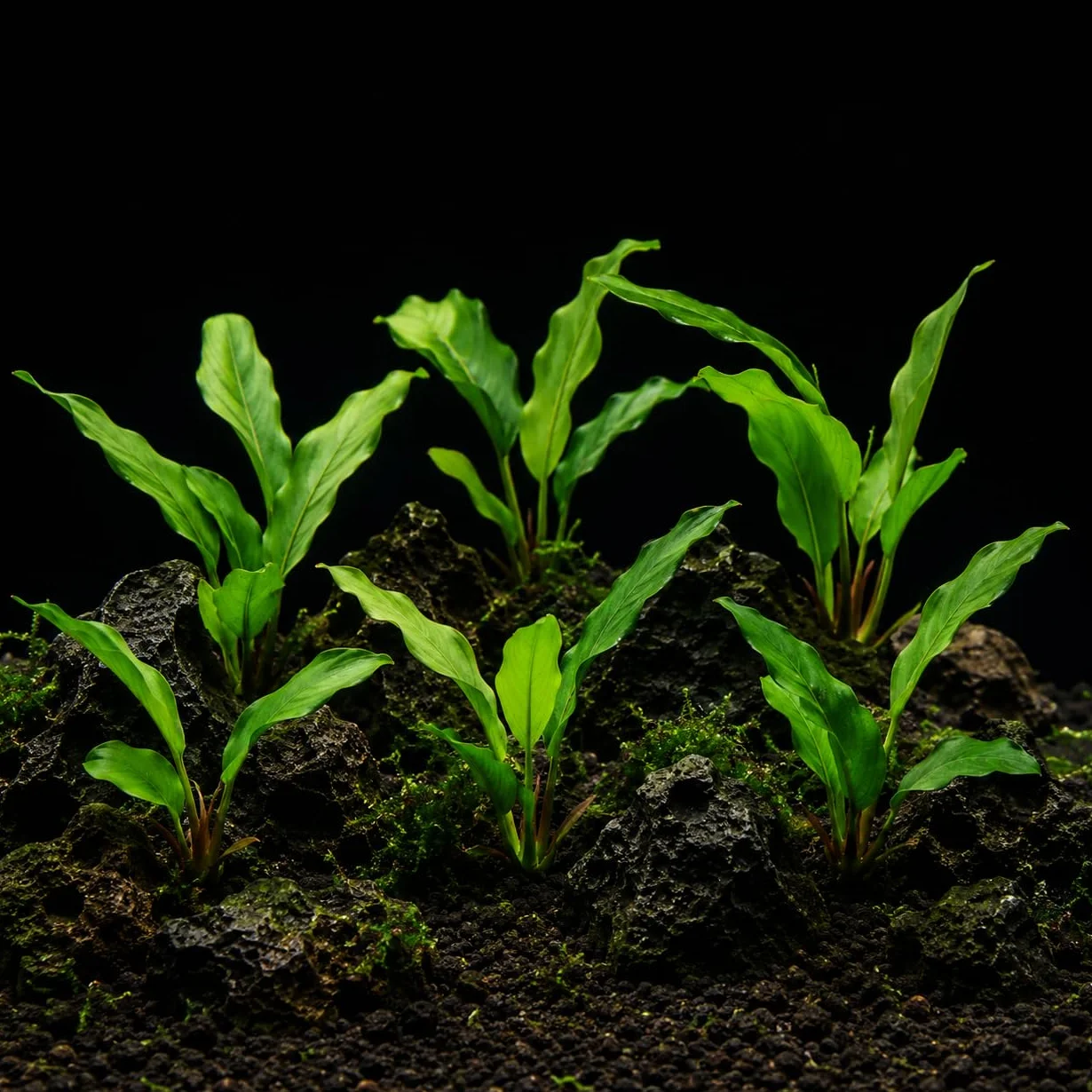 AquaBreedingSkill Set de 3 plantes d’aquarium vivante Anubias Barteri var Glabra pour eau douce