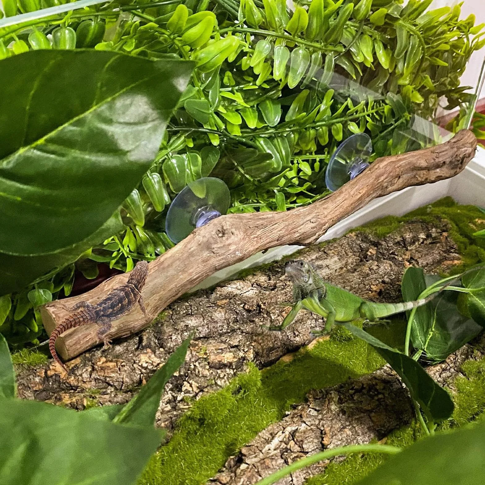 Branches Pour Reptiles Bois De Vigne 30 cm avec Ventouse Décoration Terrarium