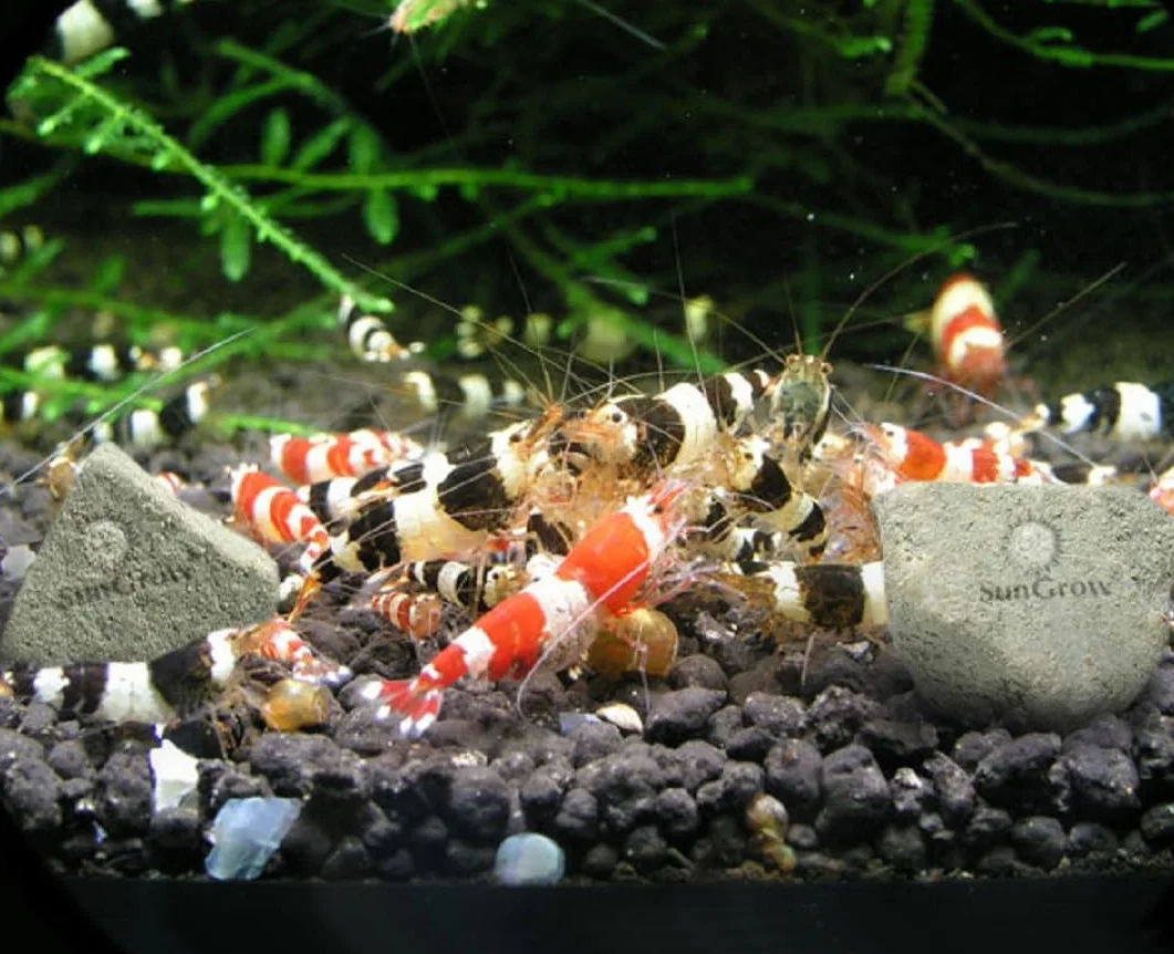 SunGrow Shrimp Rocks magnésium calcium couleur écrevisses escargots crevettes