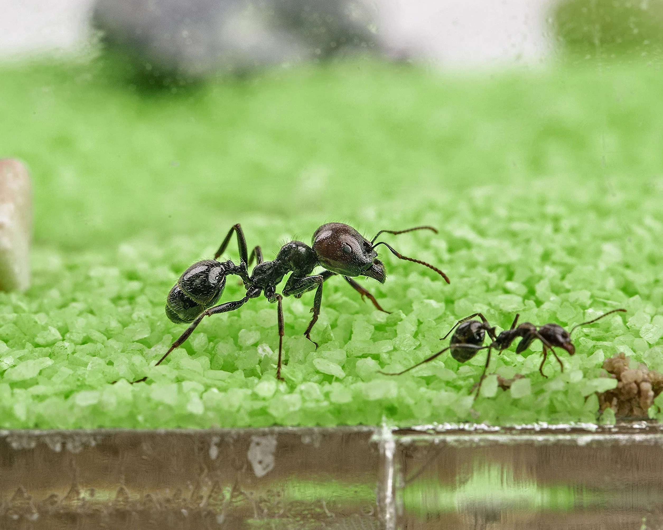 Ant Farm T Big with Free Ants and Queen – Educational Formicarium