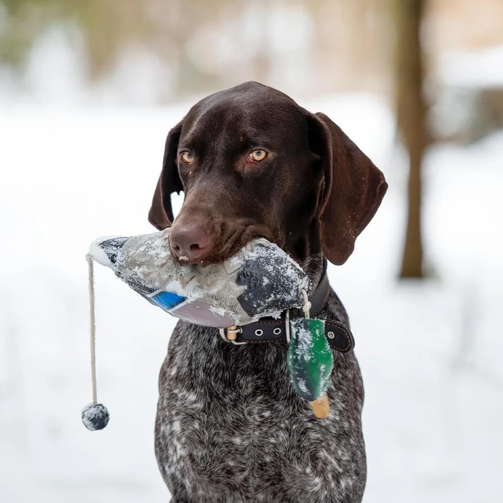 Pare-chocs canard imitation jouet d'entraînement pour chiots et chiens de chasse
