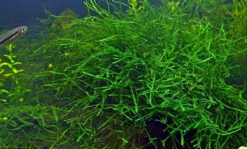 Mousse de java Vesicularia dubyana en gobelet 7cm refuge alevins