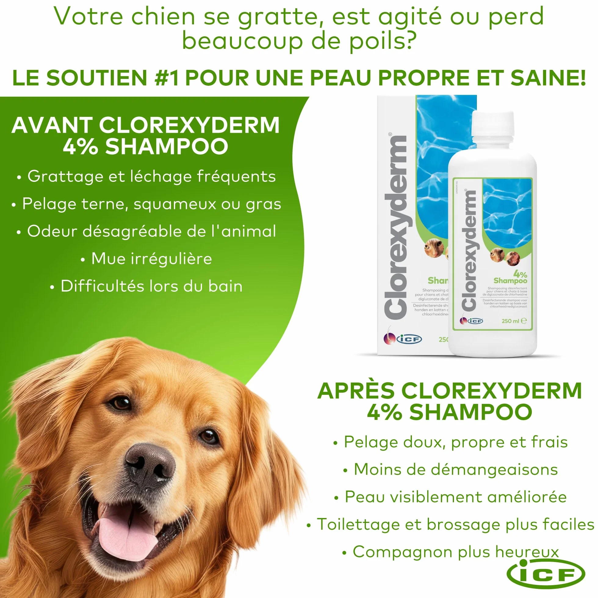 ICF | Clorexyderm 4% Shampoing Chien | Shampooing Chien Antiseptique, Hydratant et Anti Odeur pour Chien et Chat | Assainit, Hydrate et Protège la Peau | 250ml