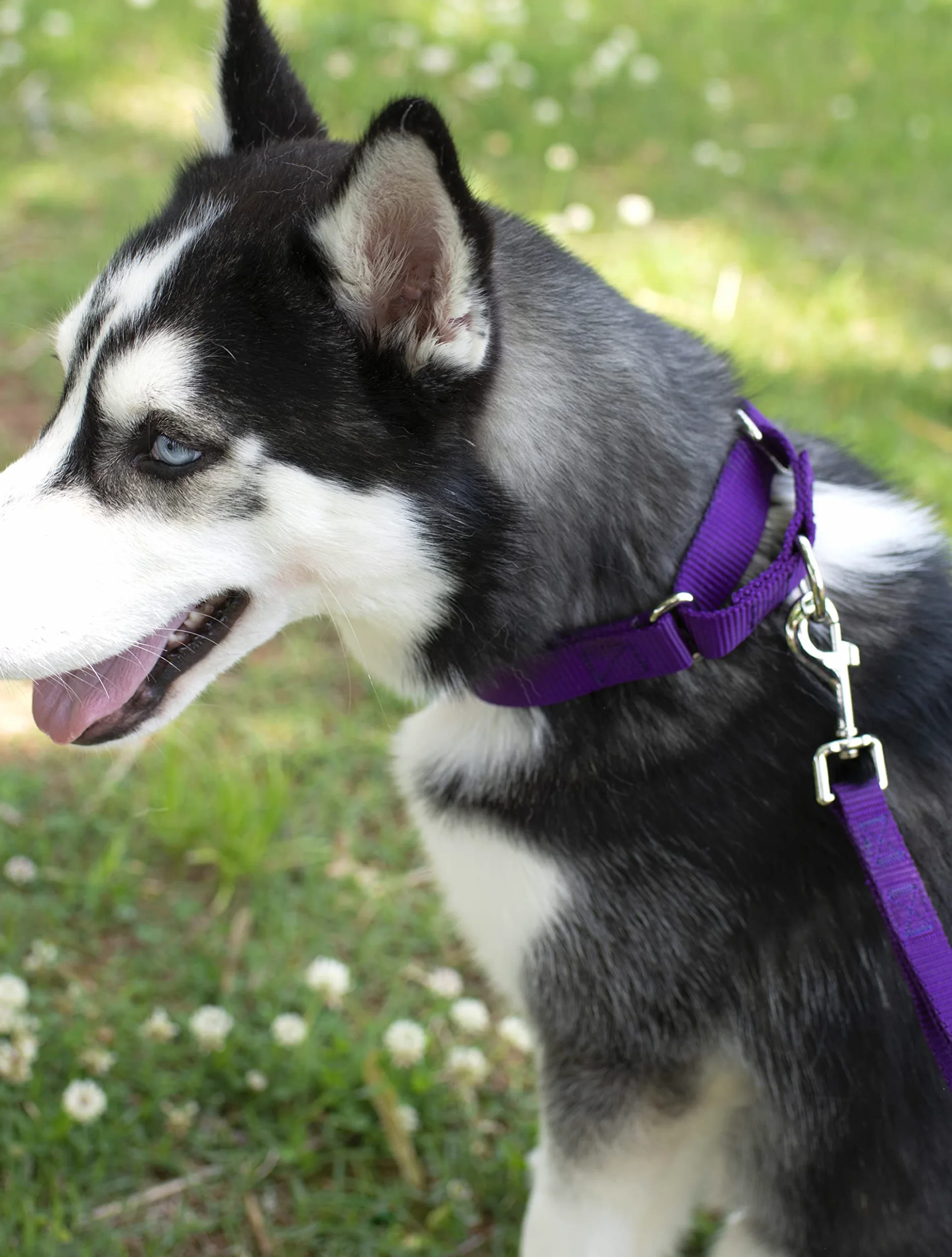 Country Brook Petz - Laisse en nylon pour chien - Robuste, durable, style traditionnel avec mousqueton facile à utiliser - Plus de 25 couleurs (2,5 cm de large, 1,8 m, violet)
