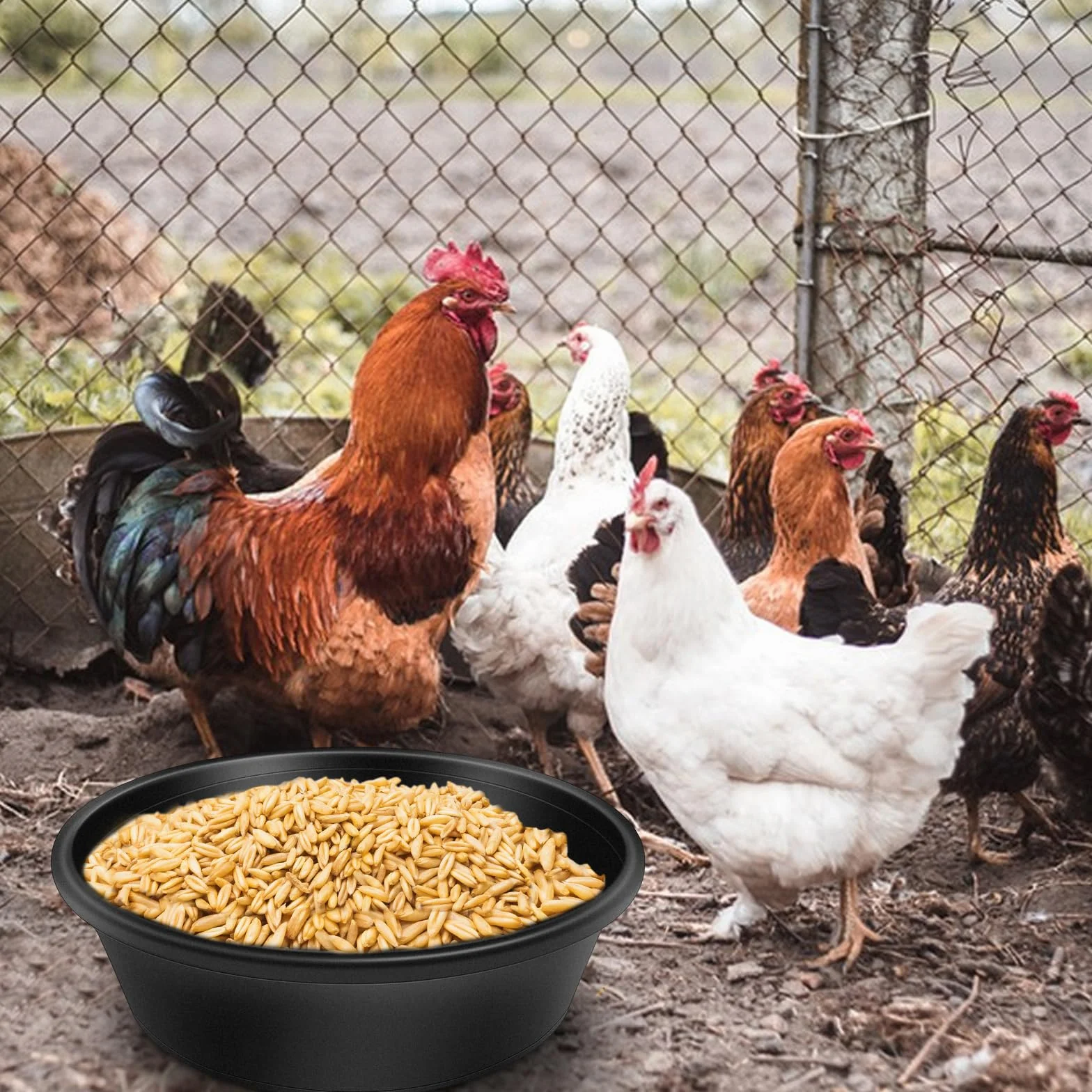 Mangeoires en caoutchouc durable 4 litres pour chevaux, chèvres, poulets