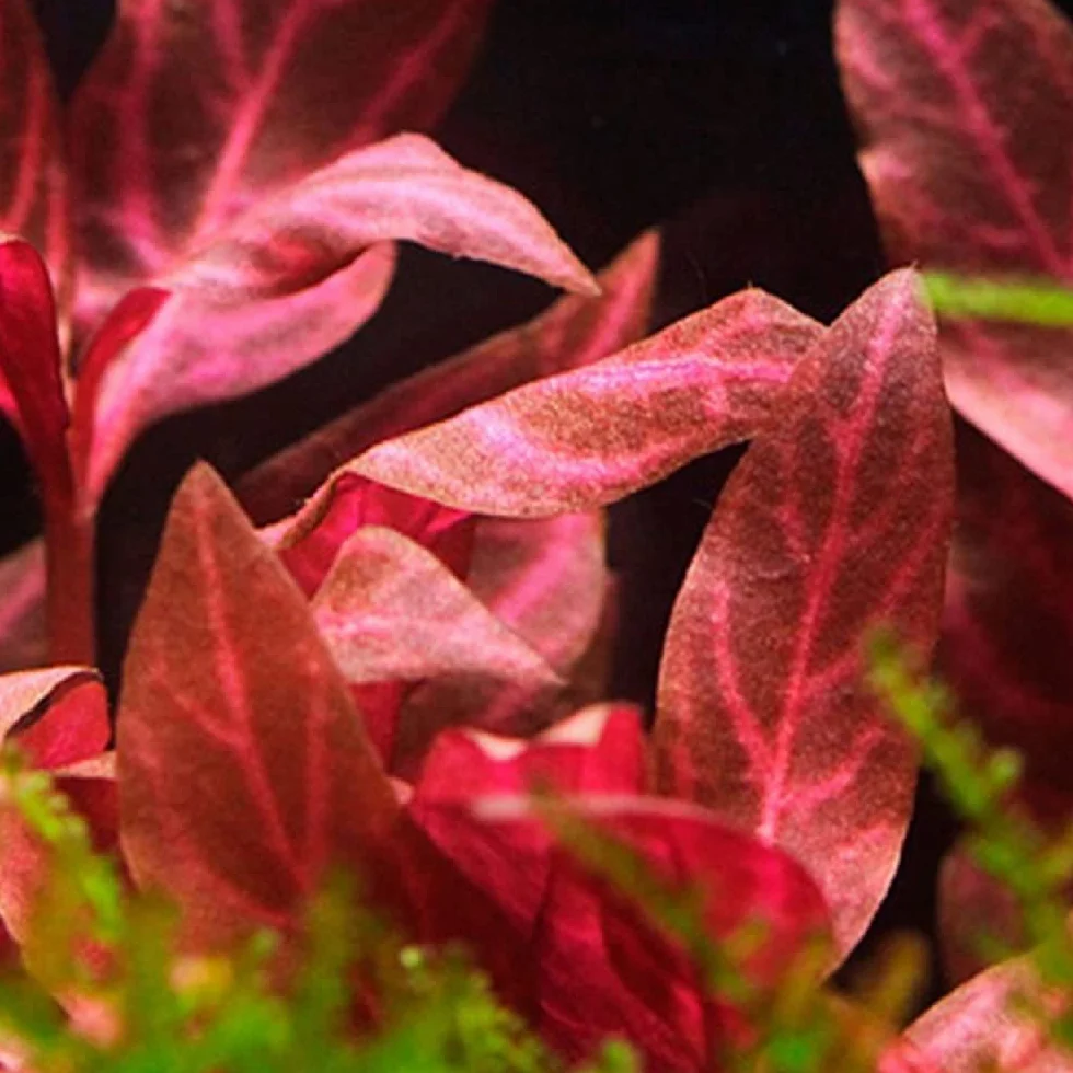 Lot de 5 plantes d'aquarium AquaOne Bacopa Lilaeopsis Alternanthera Limnophila Anubias pour débutants