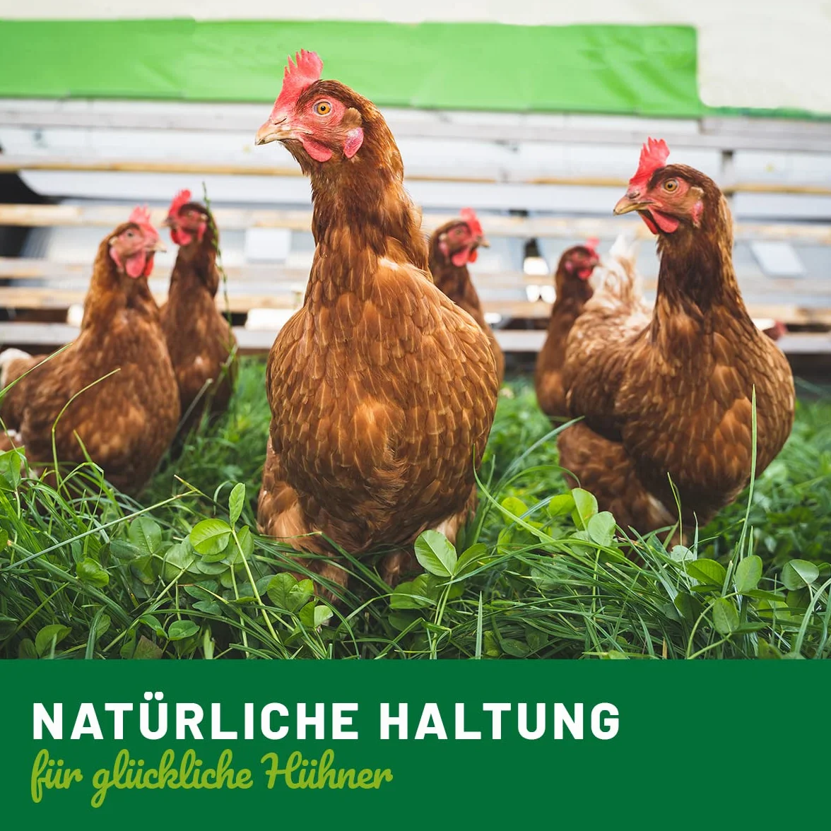 HÜHNER Land 4in1 Complete 1kg Complément Alimentaire pour Poulets, Vitamines C et B, Plumage, Immunitaire, Estomac