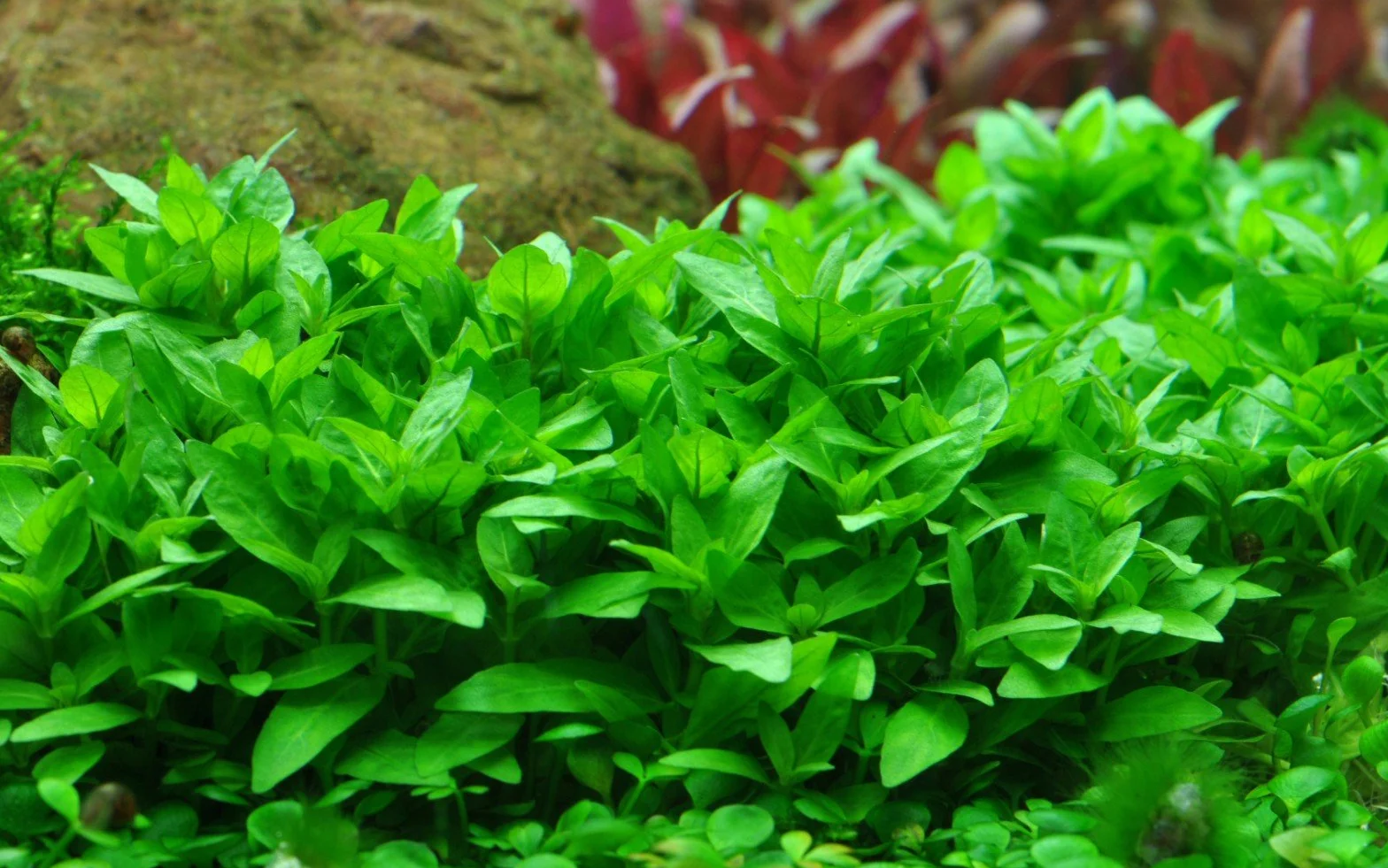 Tropica Staurogyne repens Live Aquarium Plant In Vitro Tissue Culture 1-2-Grow