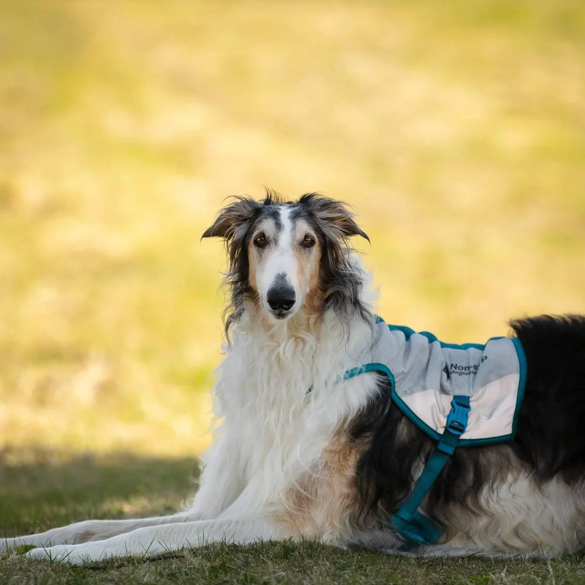 Non-Stop Dogwear Gilet Rafraîchissant pour Chien, Gris Clair/Bleu Sarcelle, Taille L