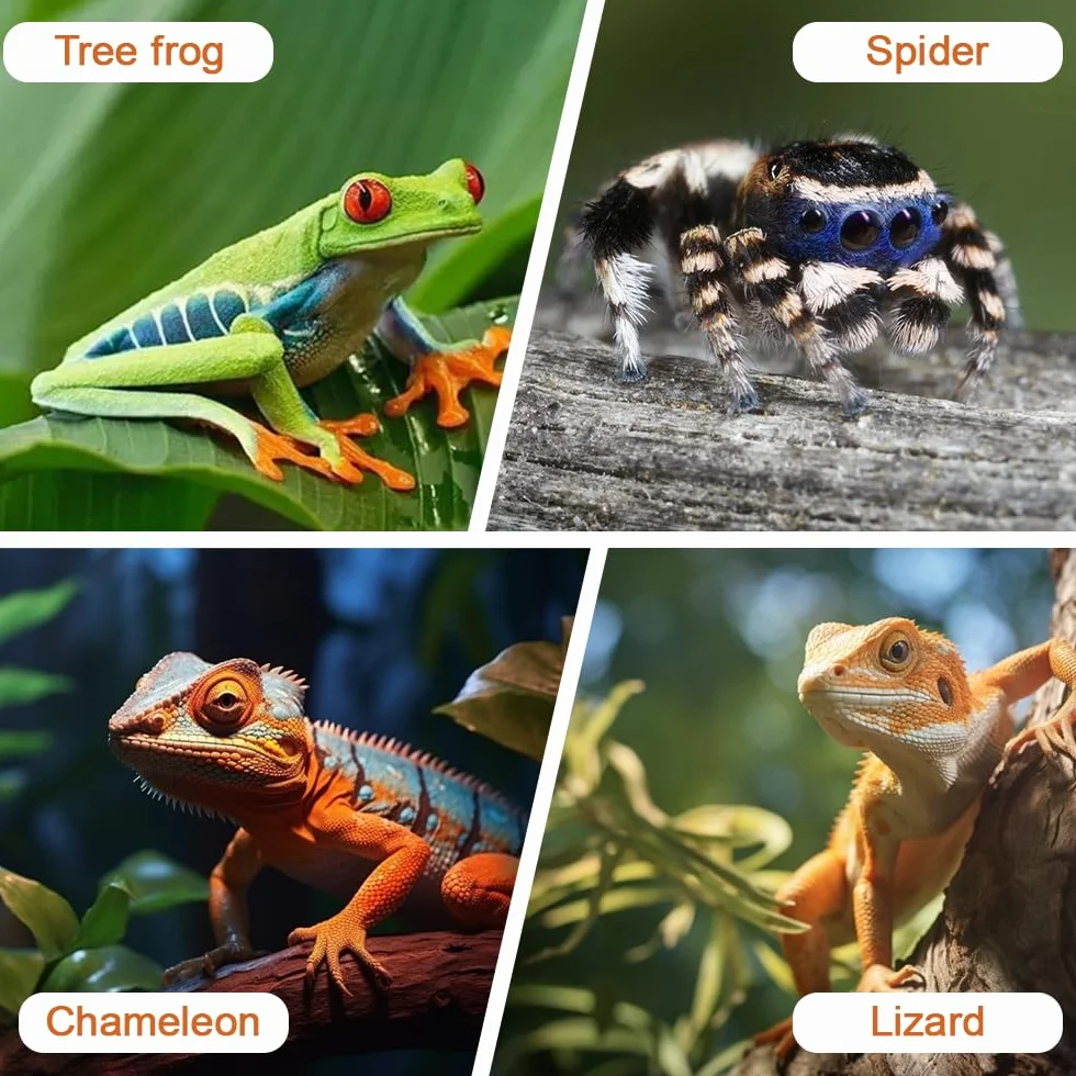 Mangeoire Suspendue pour Reptiles Gamelle Bol 1/2 Pièces Lézards Tortues Geckos