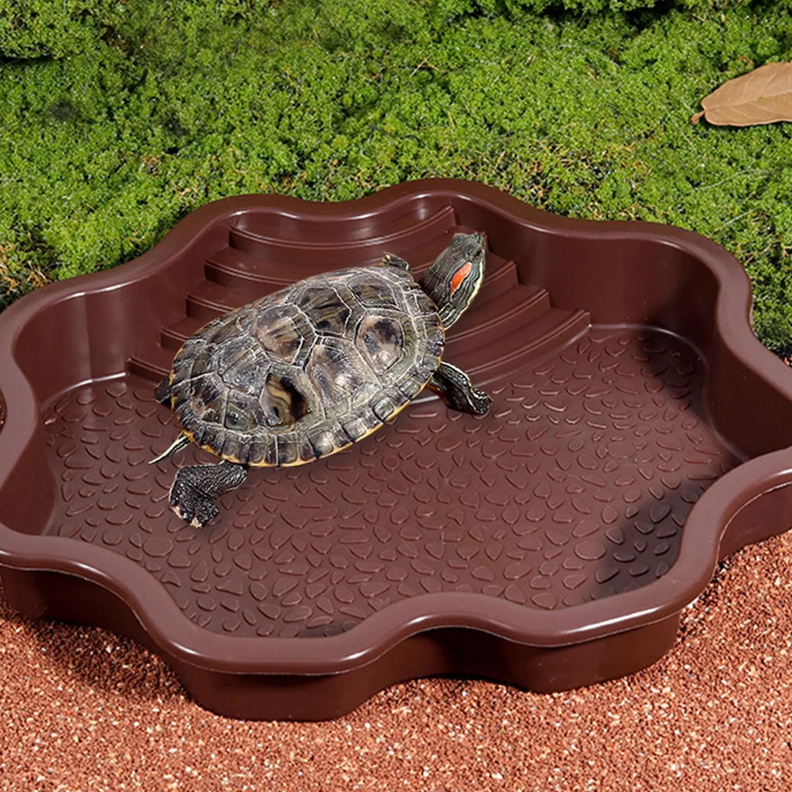 Piscine de baignade pour reptiles avec échelle | Accessoires habitat pour salamandre, dragon barbu, lézard