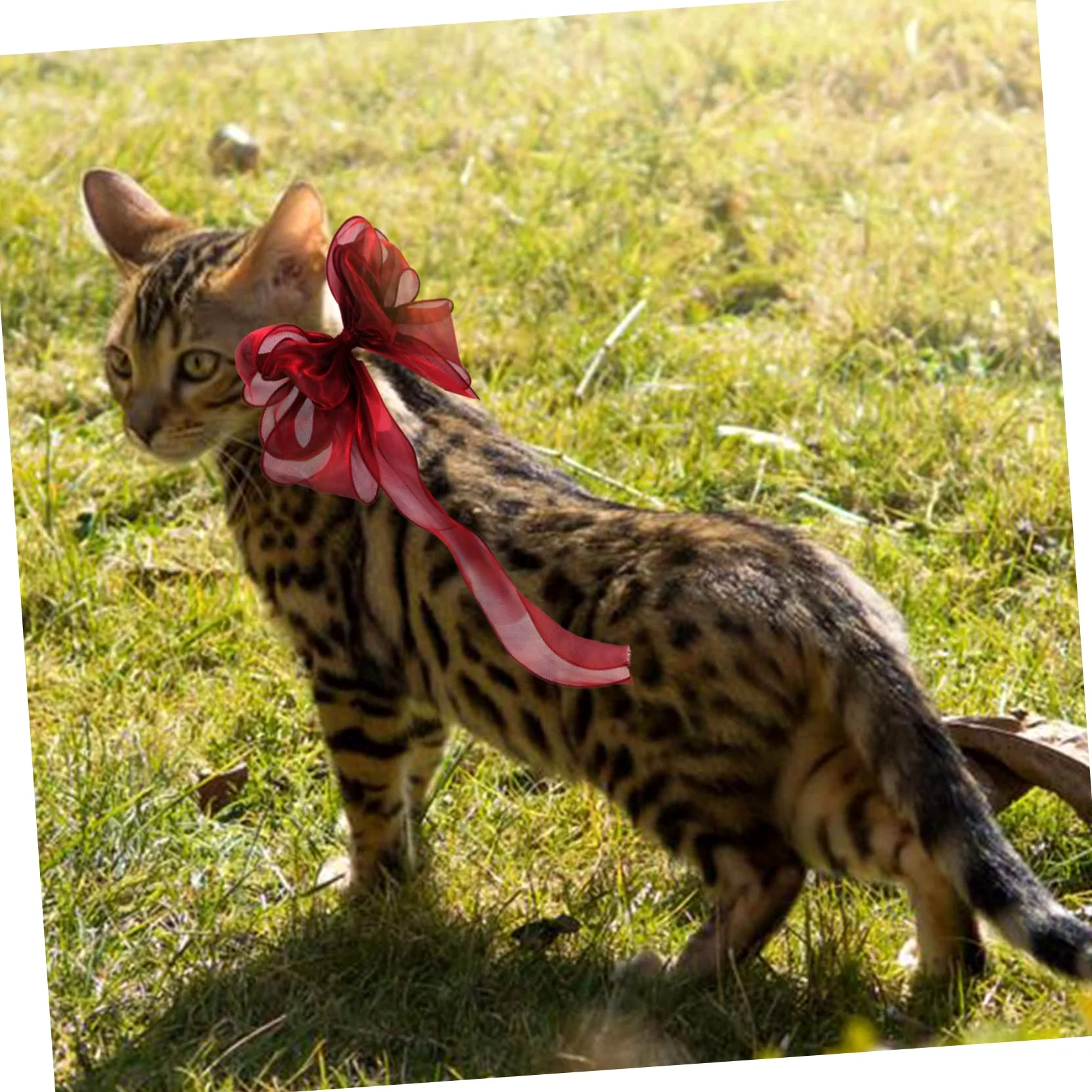 Abaodam Collier pour Chat avec Nœud Décoratif Réglable pour Chaton Et Chat Confortable