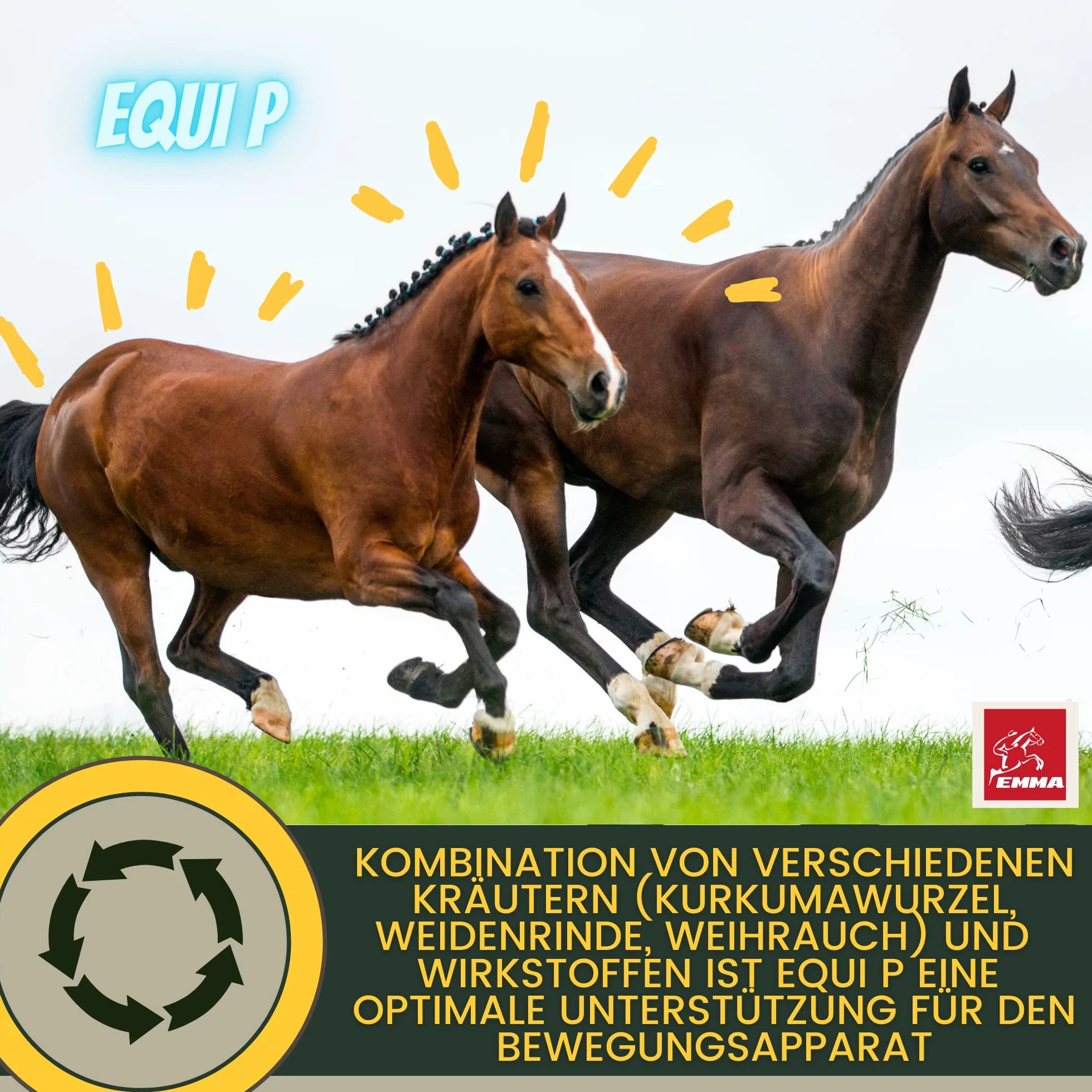 MSM Cheval Pâte vitaminée Plus glucosamine chondroïtine Haute Dose Vitamine C levure de bière Appareil locomoteur articulations 3pc
