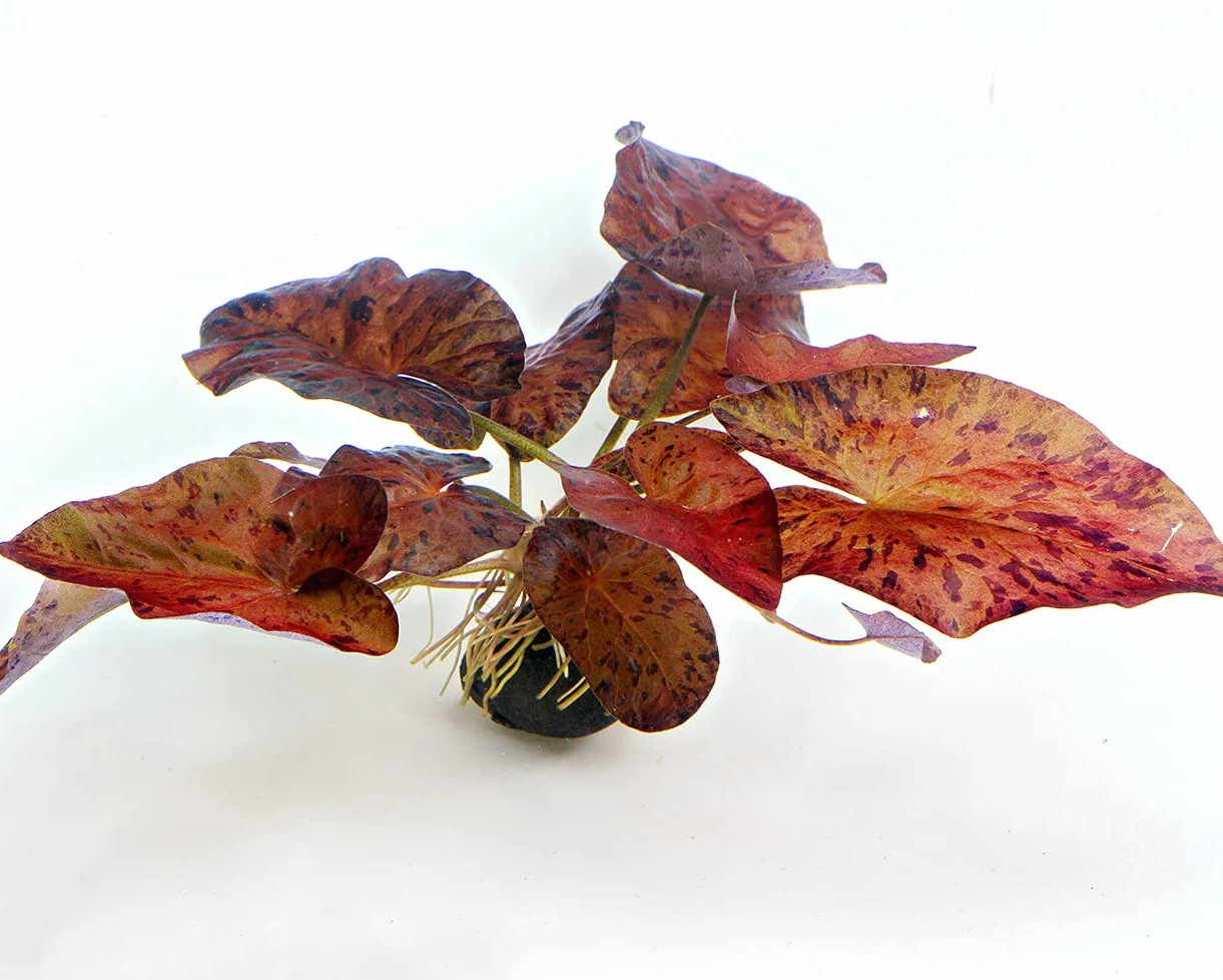Plante en laine rouge pour aquarium Tigerlotus