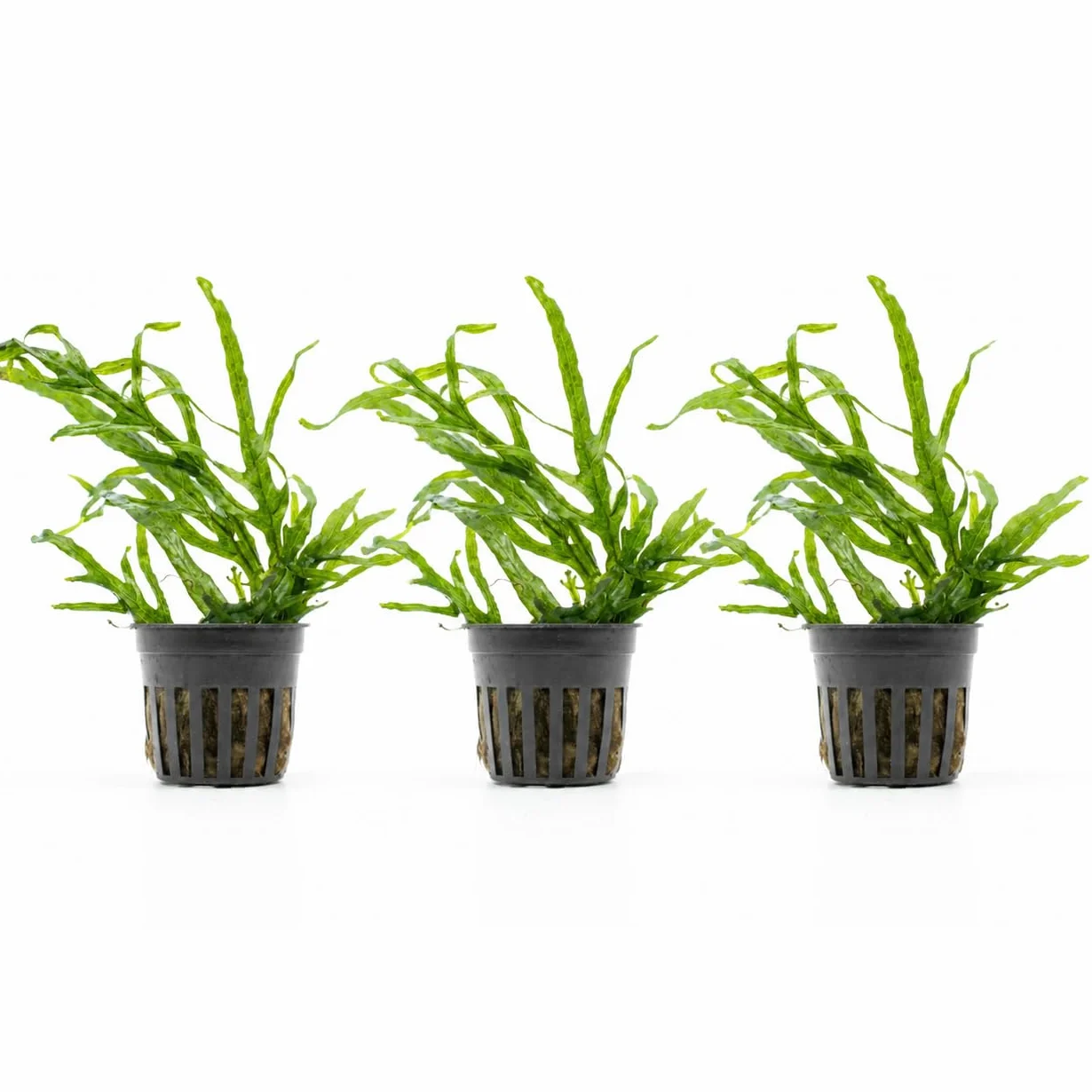 Microsorium Trident Set de 3 Plantes d’Aquarium Vivante Eau Douce