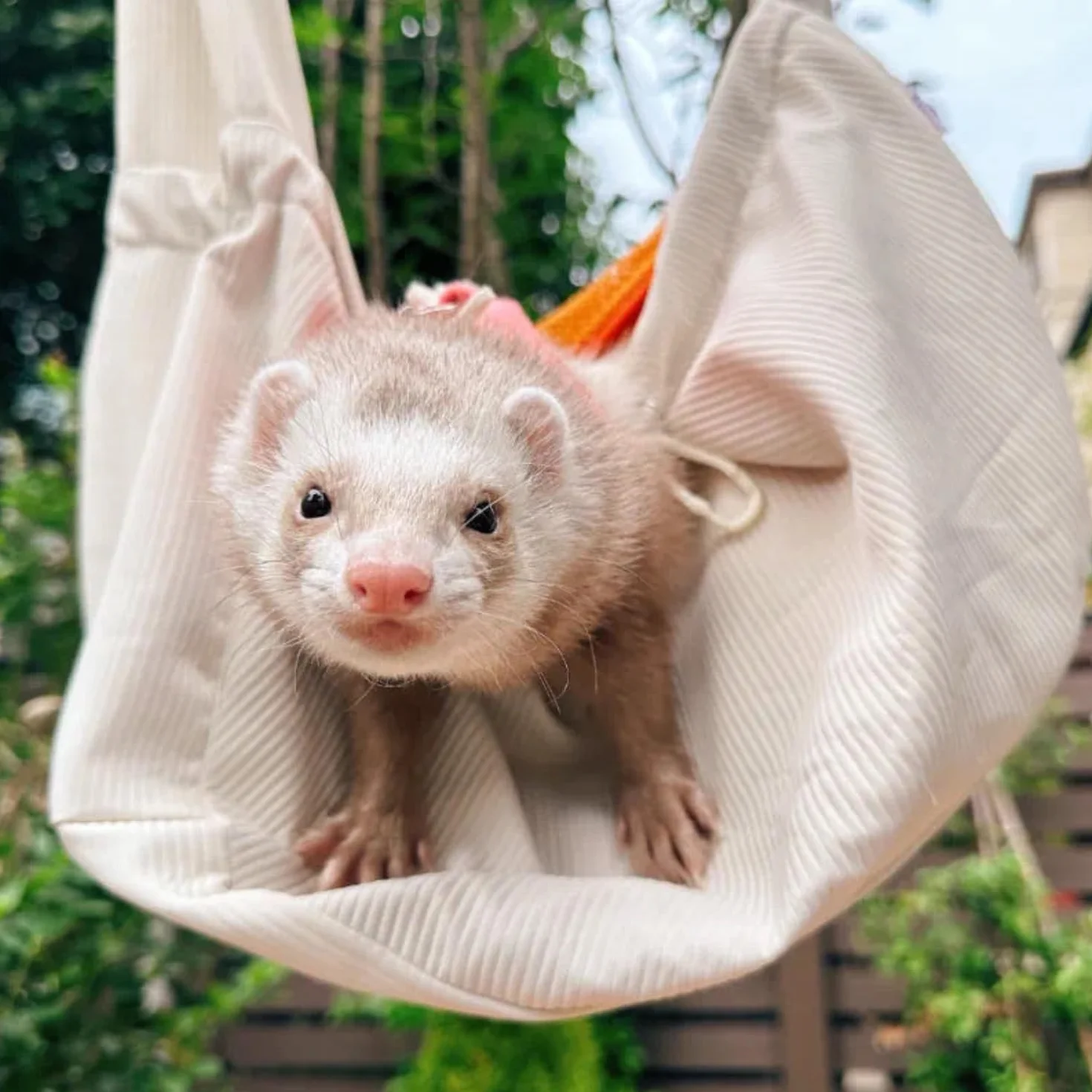 Sac de Transport en bandoulière pour Furet avec Sangle réglable Mains Libres