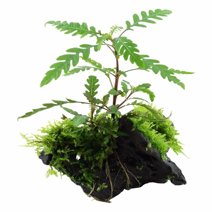Hygrophila pinnatifida Mousse Plante Aquatique sur Racine Rhizome