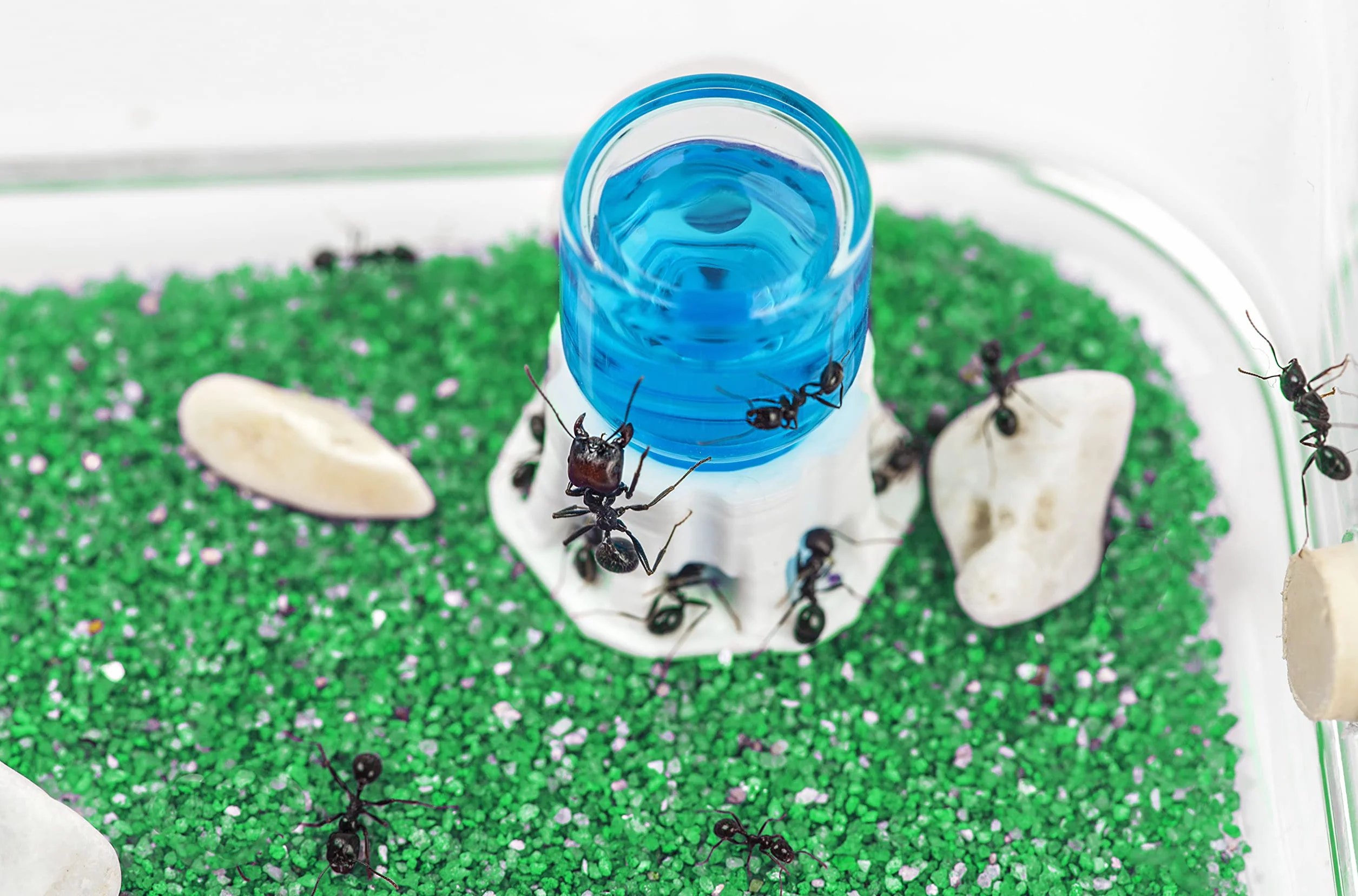 Fourmilière Naturelle en Sable Kit Basic avec Fourmis Incluses
