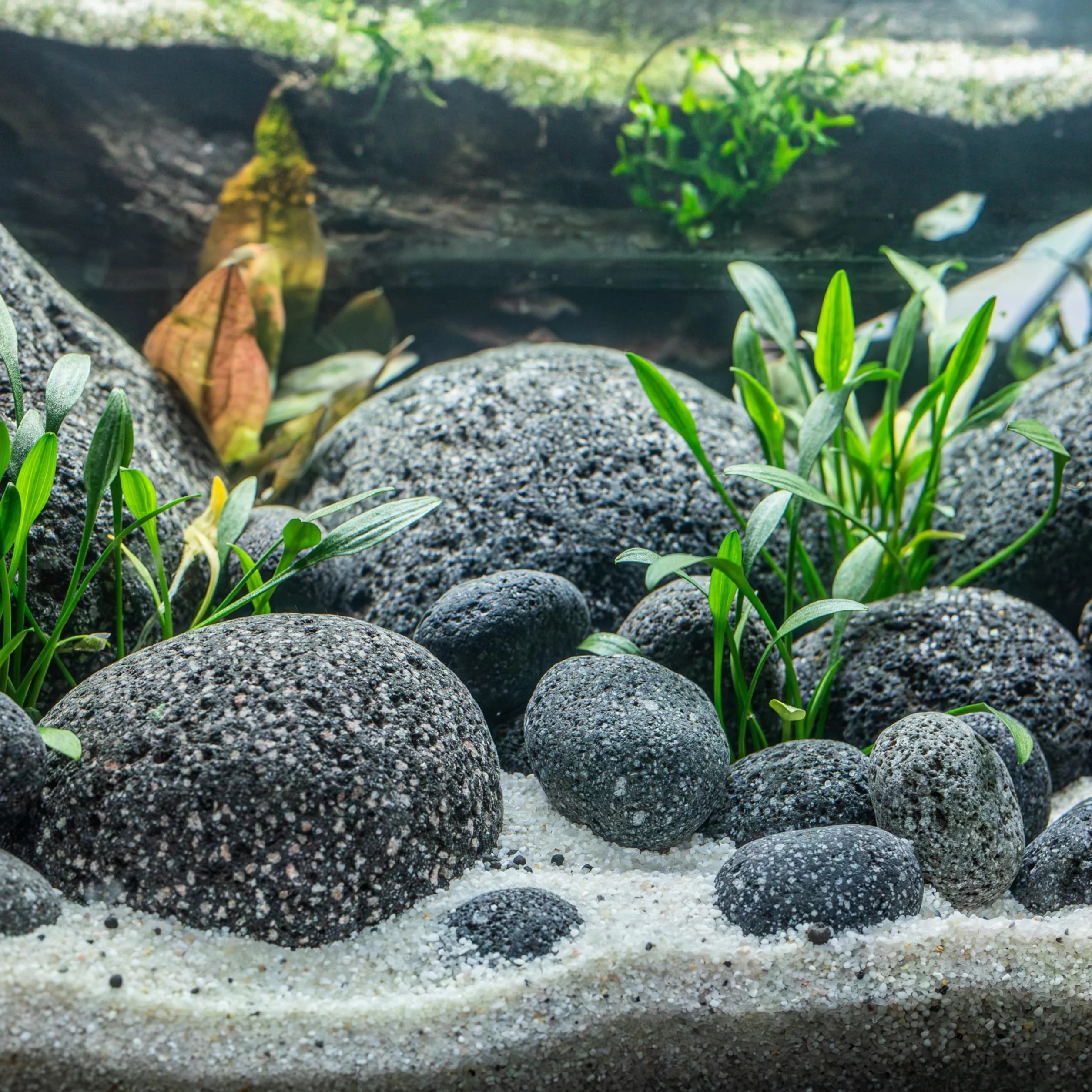 ARKA mySCAPE Lava Pebbles pour aquascaping dans Aquariums d'eau Douce